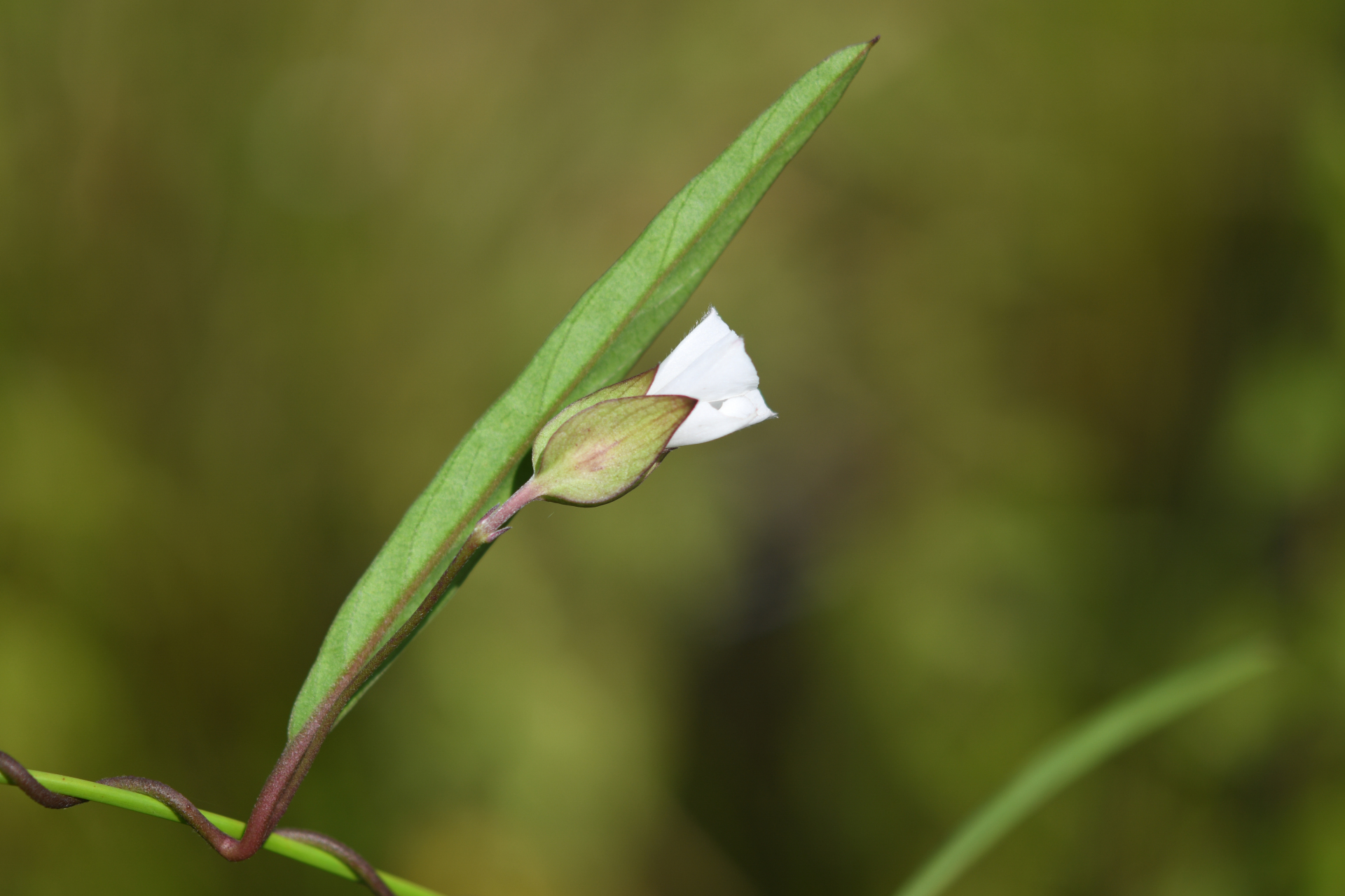 Aniseia cernua Choisy - Photo Bivouac Naturaliste