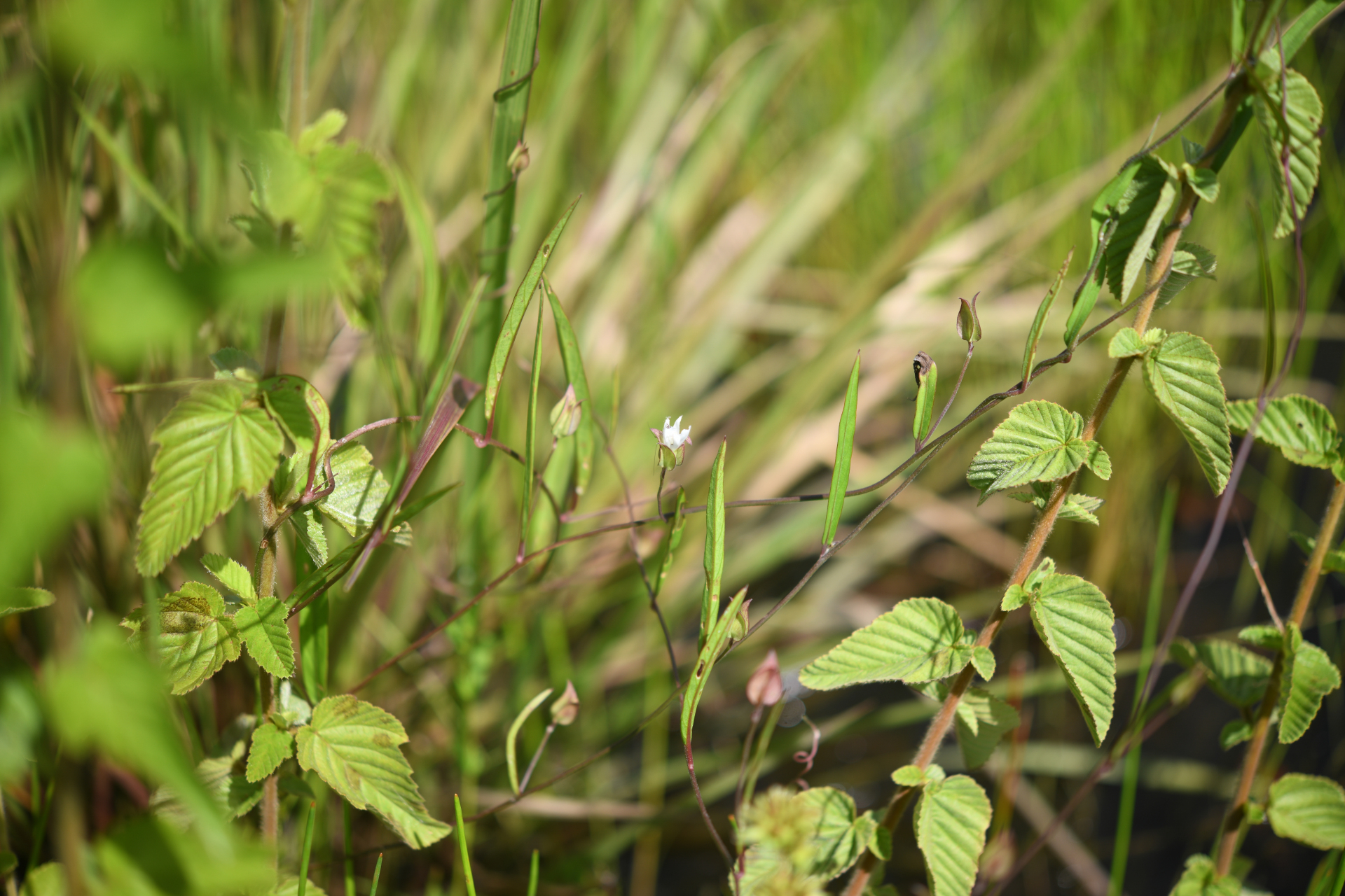 Aniseia cernua Choisy - Photo Bivouac Naturaliste