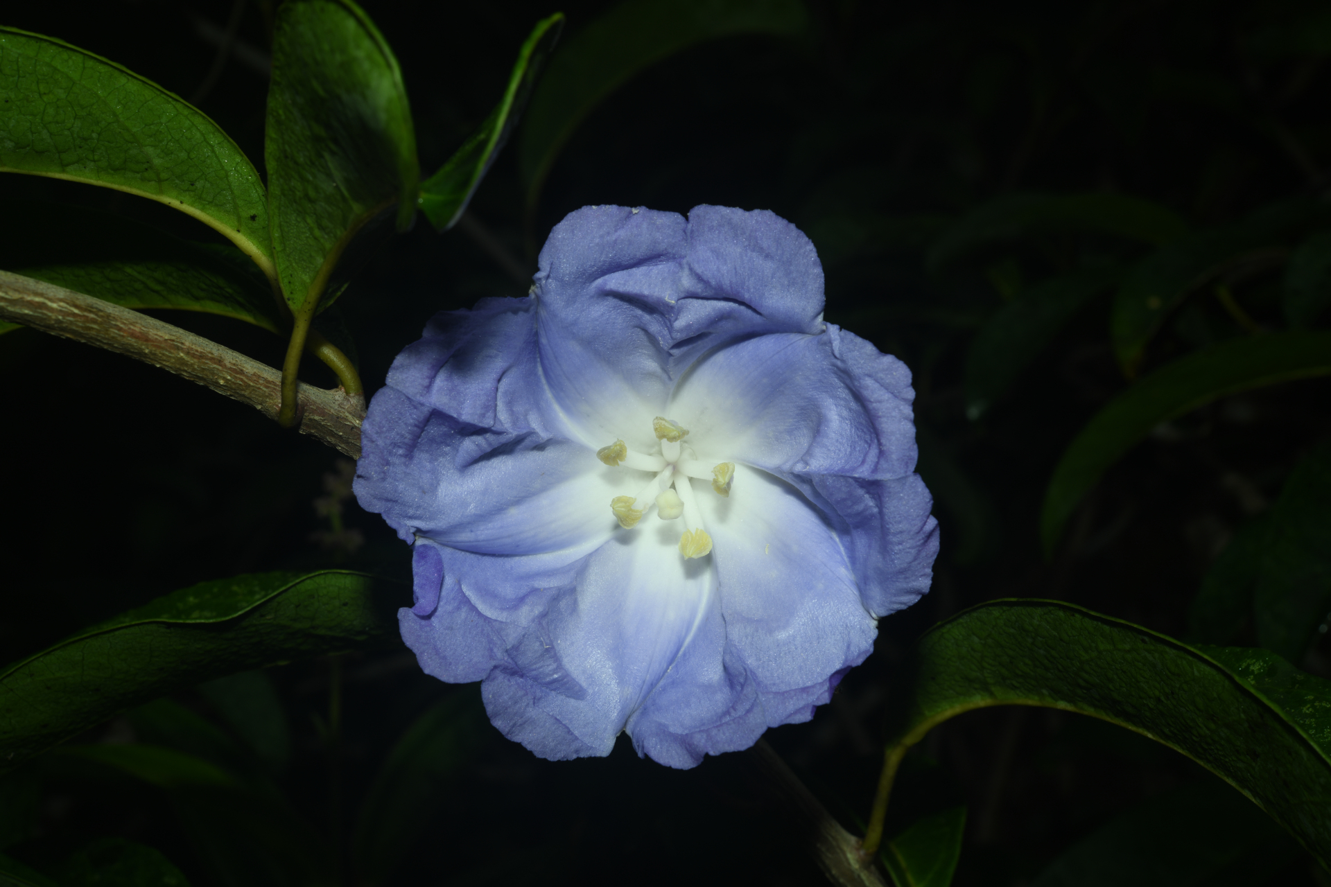 Maripa violacea (Aubl.) Ooststr. ex Lanj. & Uittien - Photo Bivouac Naturaliste