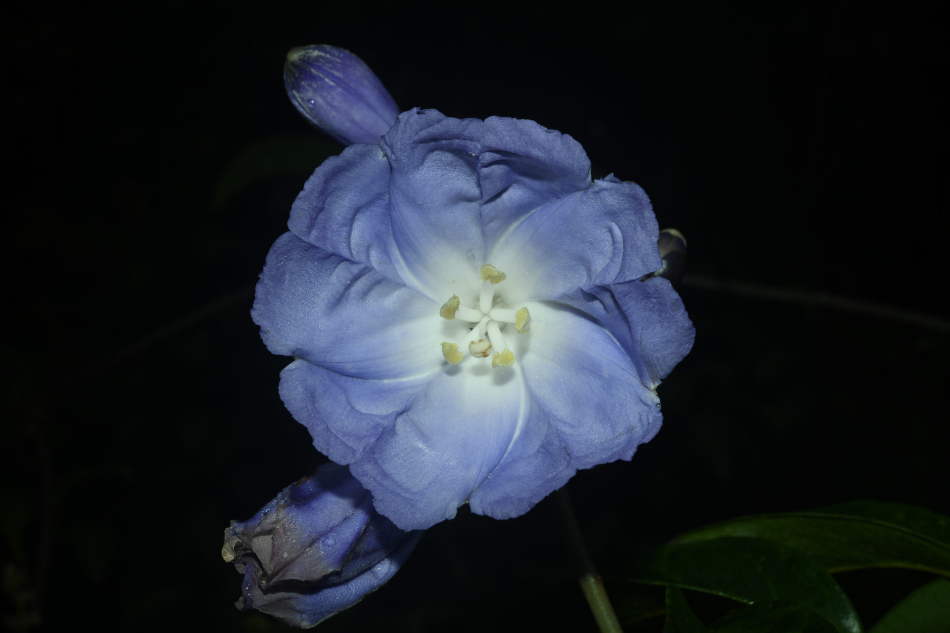 Maripa violacea (Aubl.) Ooststr. ex Lanj. & Uittien - Photo Bivouac Naturaliste