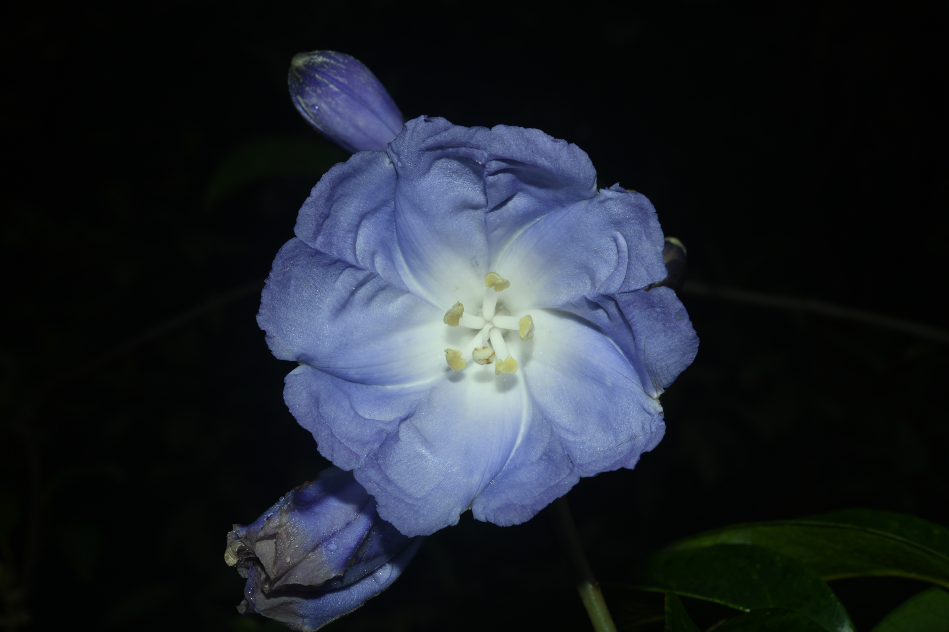 Maripa violacea (Aubl.) Ooststr. ex Lanj. & Uittien - Photo Bivouac Naturaliste