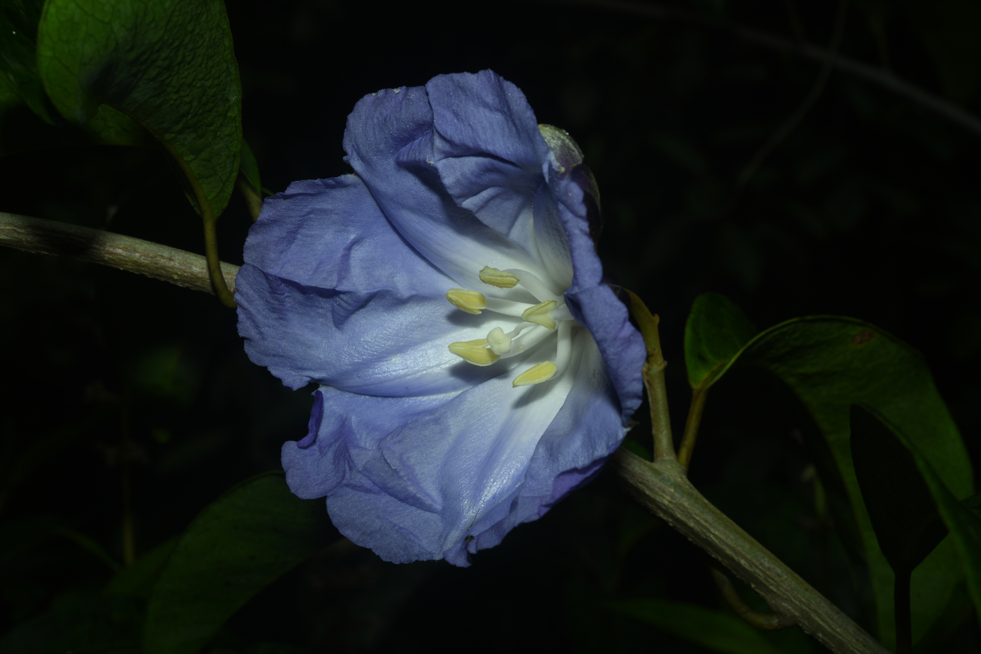 Maripa violacea (Aubl.) Ooststr. ex Lanj. & Uittien - Photo Bivouac Naturaliste