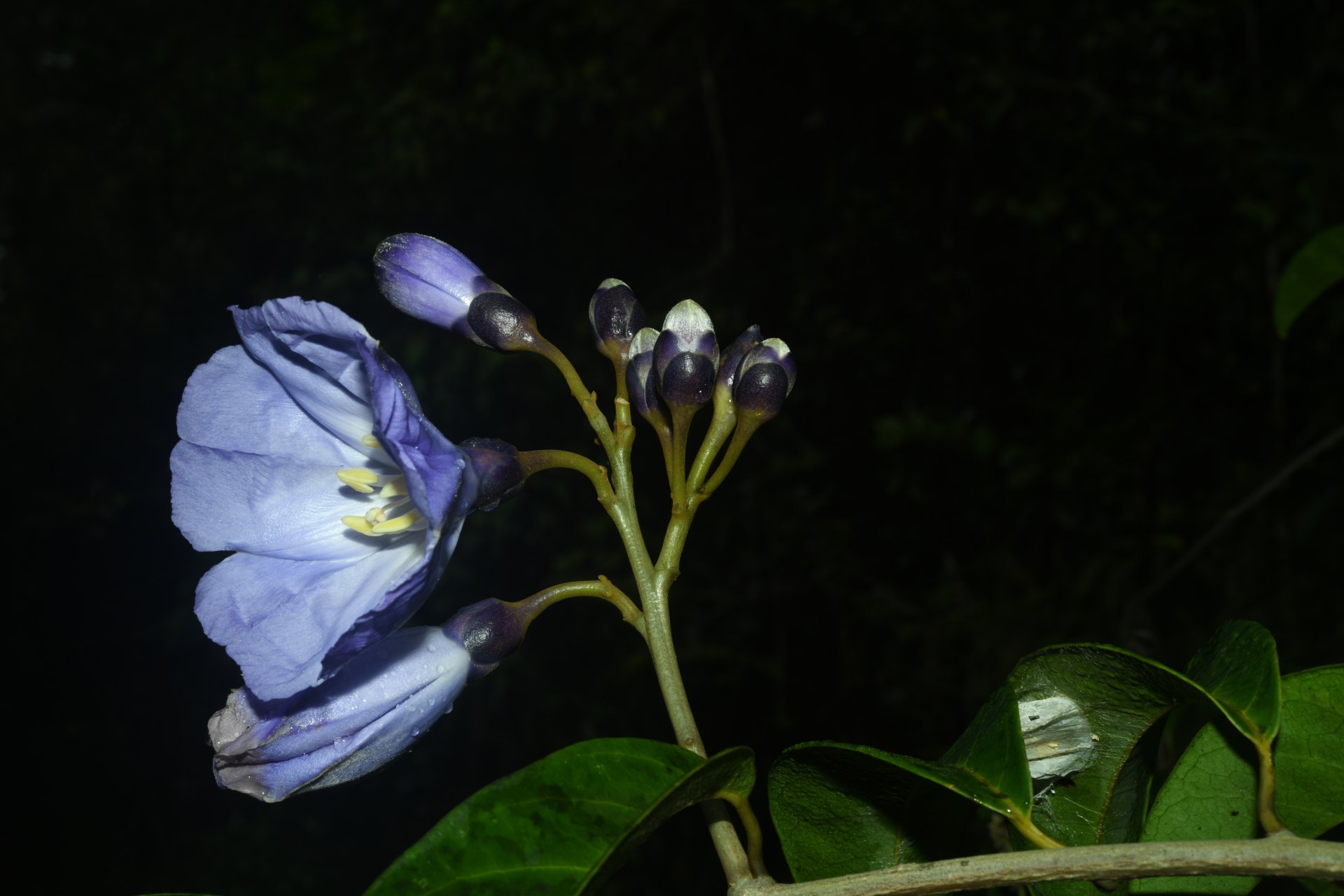 Maripa violacea (Aubl.) Ooststr. ex Lanj. & Uittien - Photo Bivouac Naturaliste