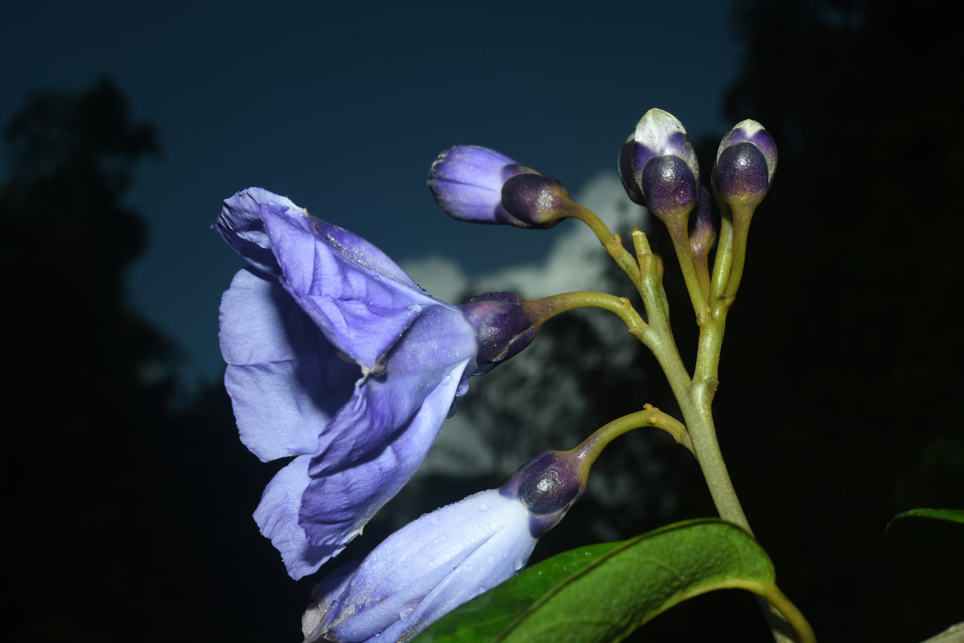 Maripa violacea (Aubl.) Ooststr. ex Lanj. & Uittien - Photo Bivouac Naturaliste