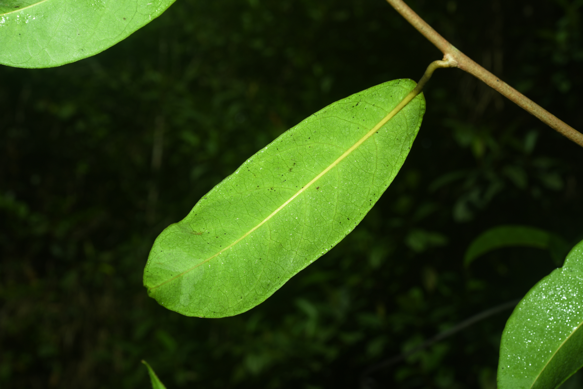 Maripa violacea (Aubl.) Ooststr. ex Lanj. & Uittien - Photo Bivouac Naturaliste