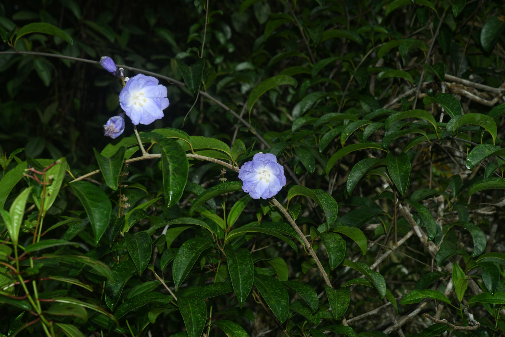 Maripa violacea (Aubl.) Ooststr. ex Lanj. & Uittien - Photo Bivouac Naturaliste