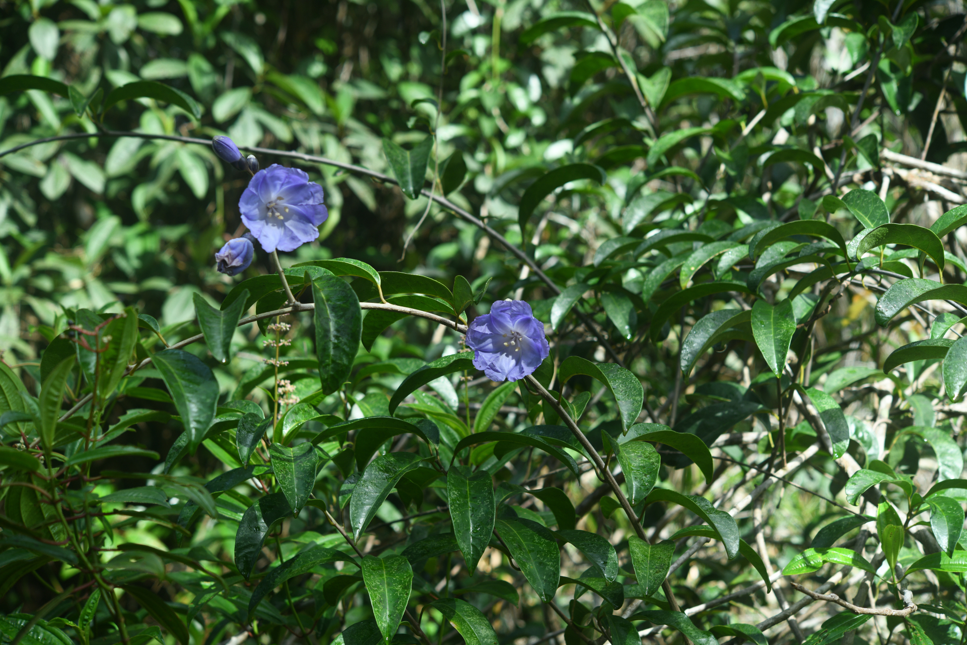 Maripa violacea (Aubl.) Ooststr. ex Lanj. & Uittien - Photo Bivouac Naturaliste