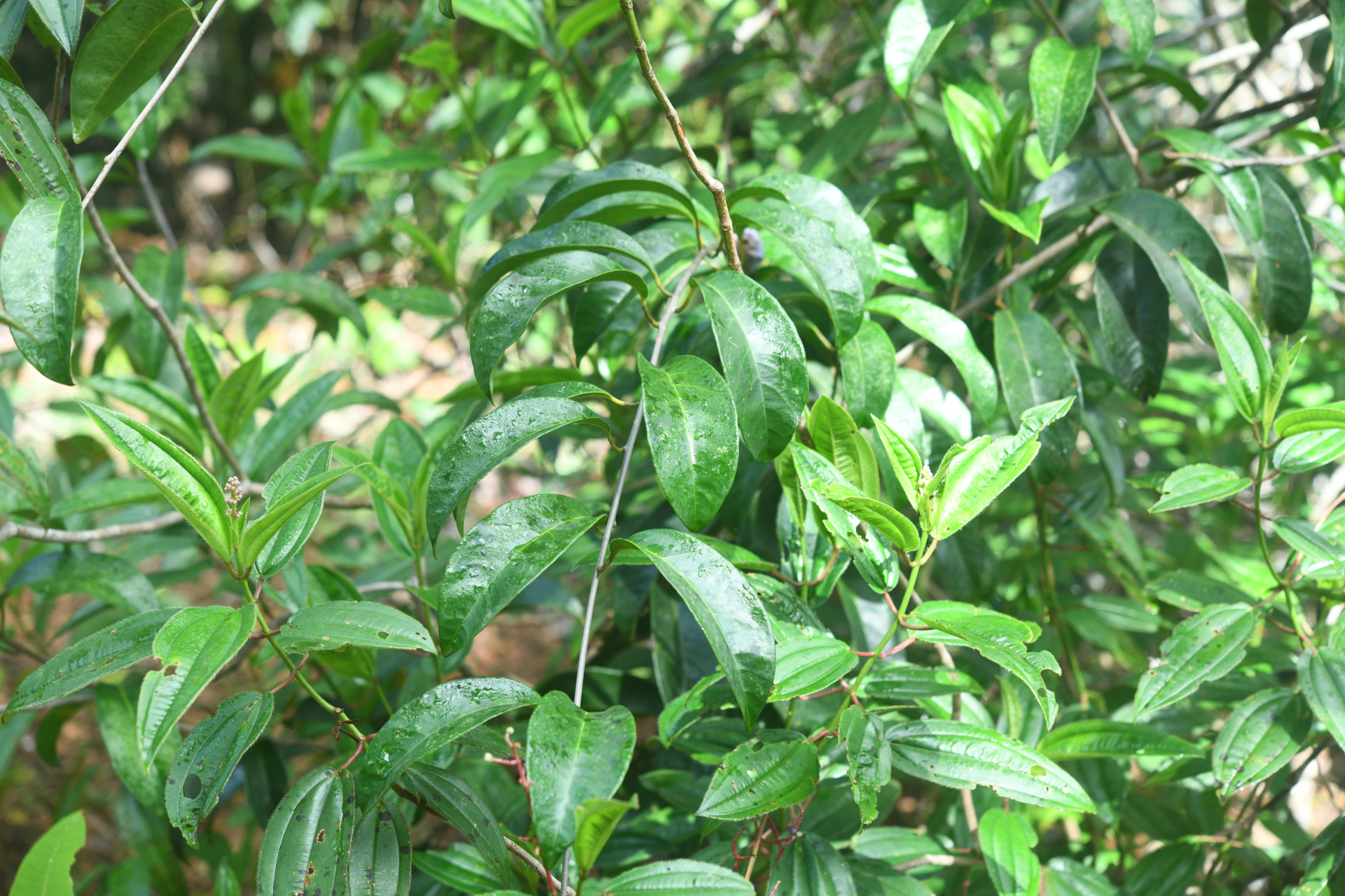 Maripa violacea (Aubl.) Ooststr. ex Lanj. & Uittien - Photo Bivouac Naturaliste