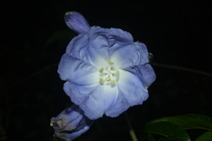 Maripa violacea (Aubl.) Ooststr. ex Lanj. & Uittien