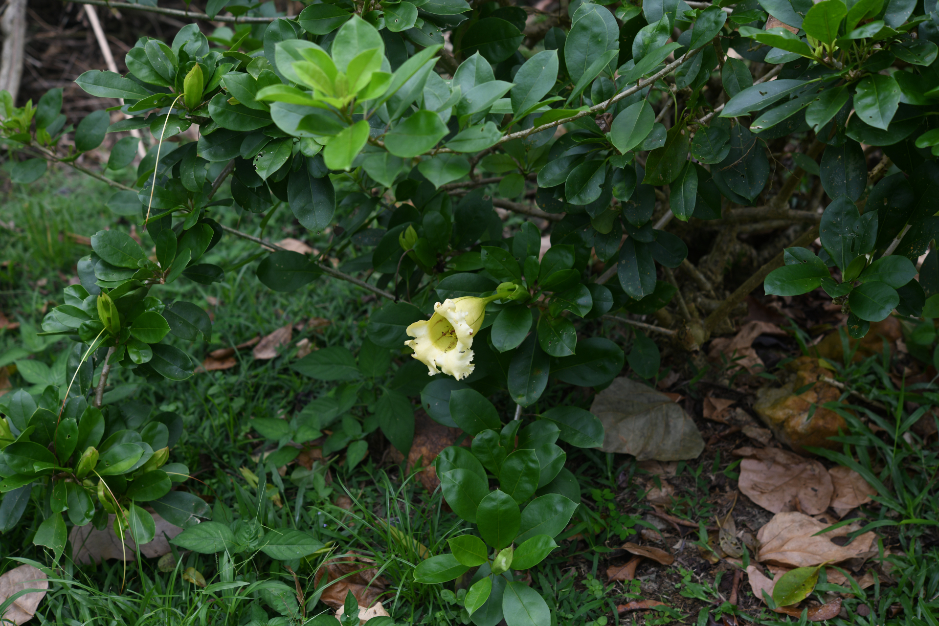 Solandra longiflora (Britton & P.Wilson) Tussac - Photo Bivouac Naturaliste