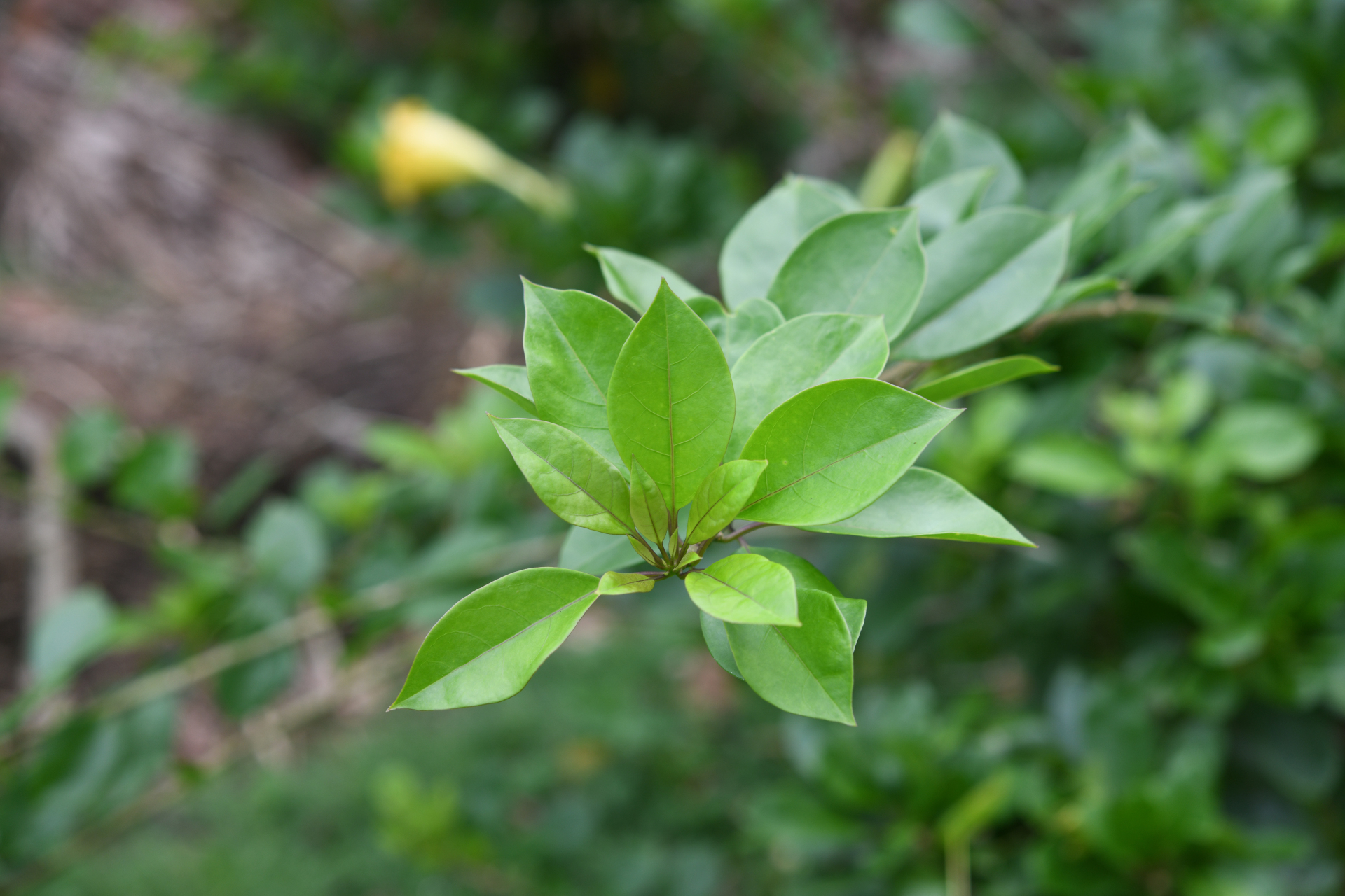Solandra longiflora (Britton & P.Wilson) Tussac - Photo Bivouac Naturaliste