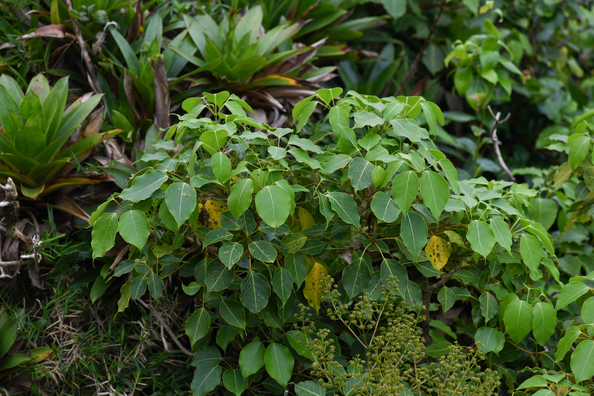 Sciodaphyllum attenuatum (Sw.) Lowry, G.M.Plunkett & M.M.Mora - Photo Bivouac Naturaliste