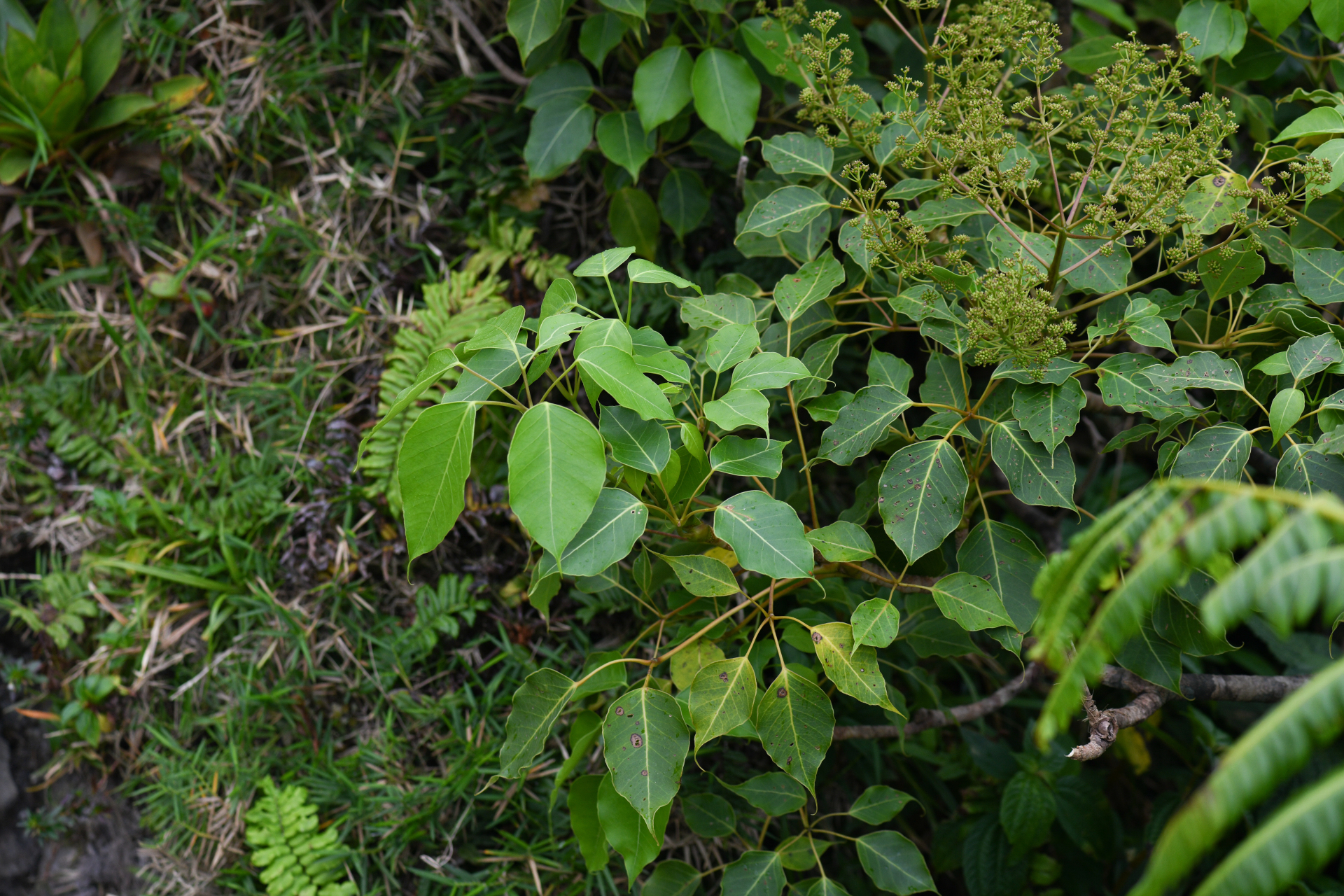 Sciodaphyllum attenuatum (Sw.) Lowry, G.M.Plunkett & M.M.Mora - Photo Bivouac Naturaliste