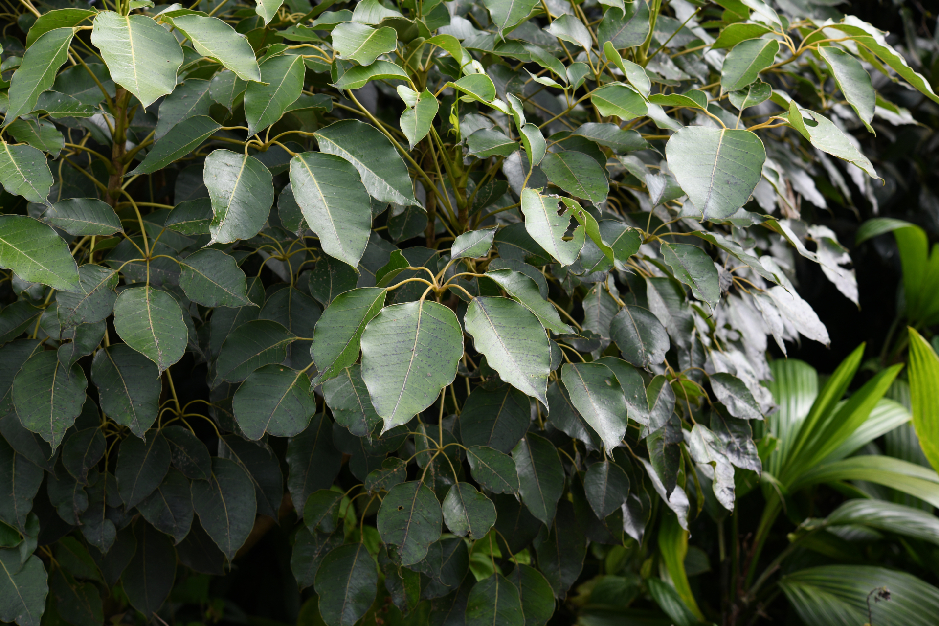 Sciodaphyllum attenuatum (Sw.) Lowry, G.M.Plunkett & M.M.Mora - Photo Bivouac Naturaliste