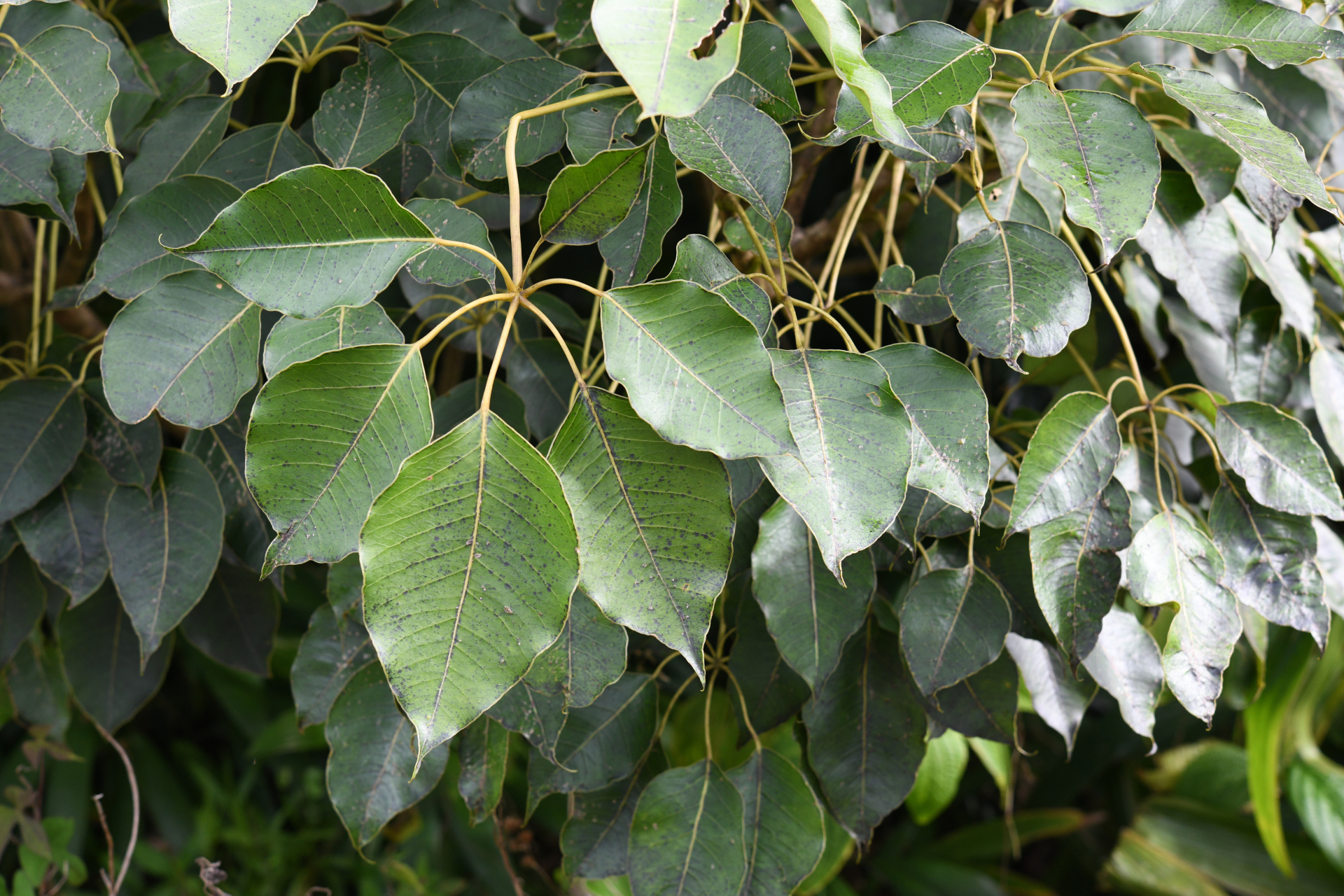 Sciodaphyllum attenuatum (Sw.) Lowry, G.M.Plunkett & M.M.Mora - Photo Bivouac Naturaliste