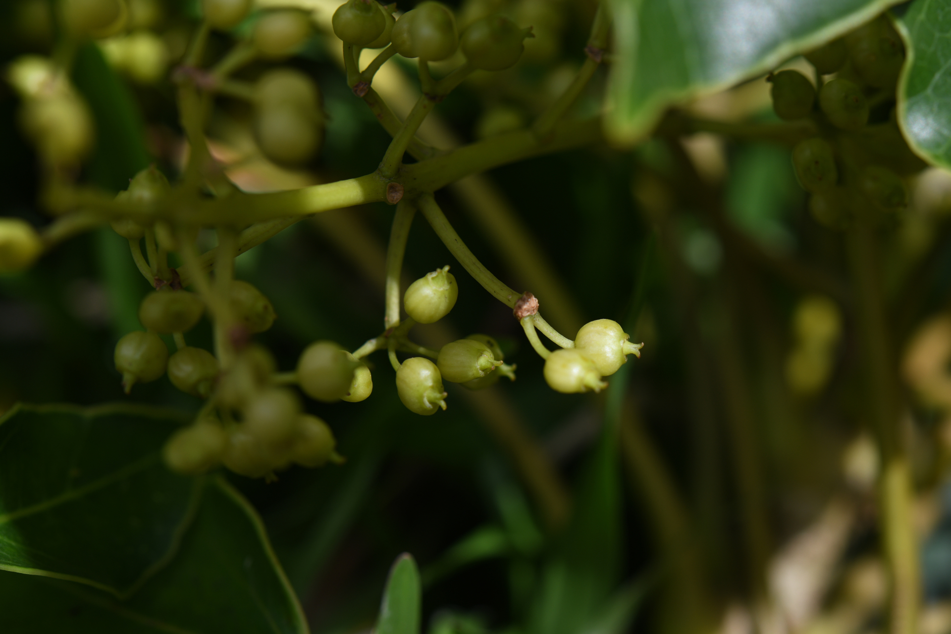 Sciodaphyllum attenuatum (Sw.) Lowry, G.M.Plunkett & M.M.Mora - Photo Bivouac Naturaliste