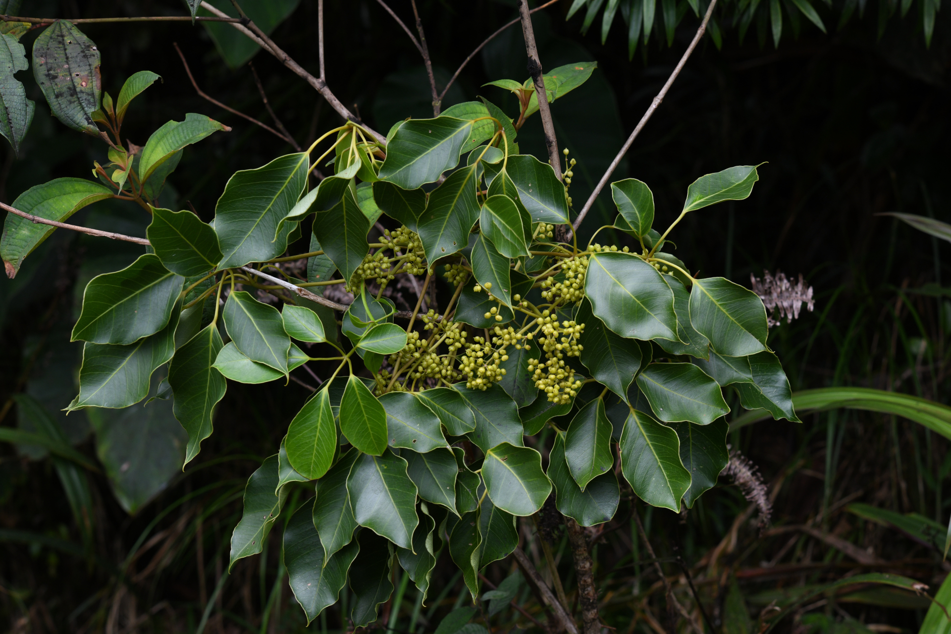 Sciodaphyllum attenuatum (Sw.) Lowry, G.M.Plunkett & M.M.Mora - Photo Bivouac Naturaliste