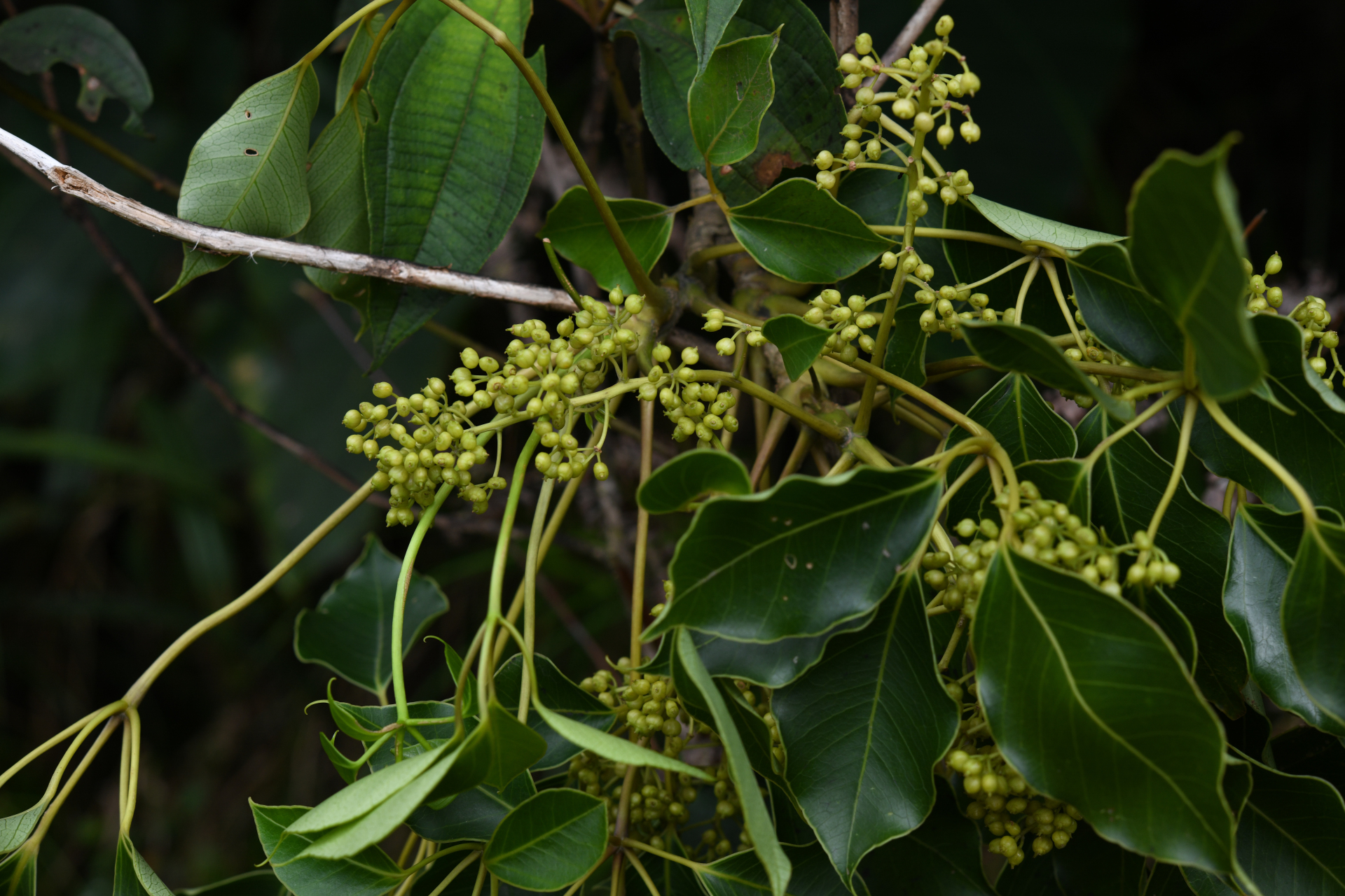 Sciodaphyllum attenuatum (Sw.) Lowry, G.M.Plunkett & M.M.Mora - Photo Bivouac Naturaliste
