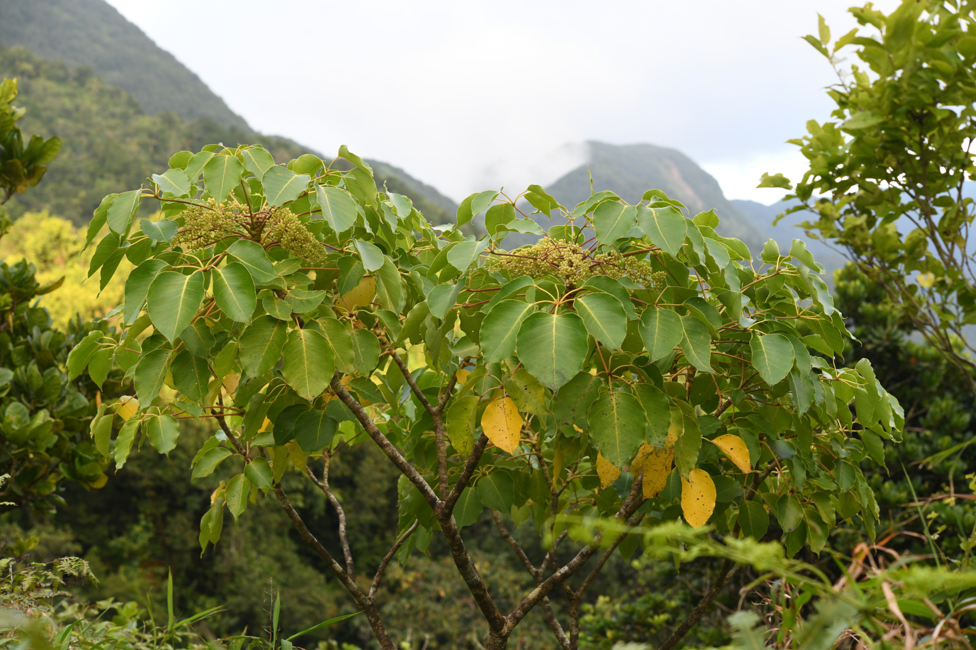 Sciodaphyllum attenuatum (Sw.) Lowry, G.M.Plunkett & M.M.Mora - Photo Bivouac Naturaliste
