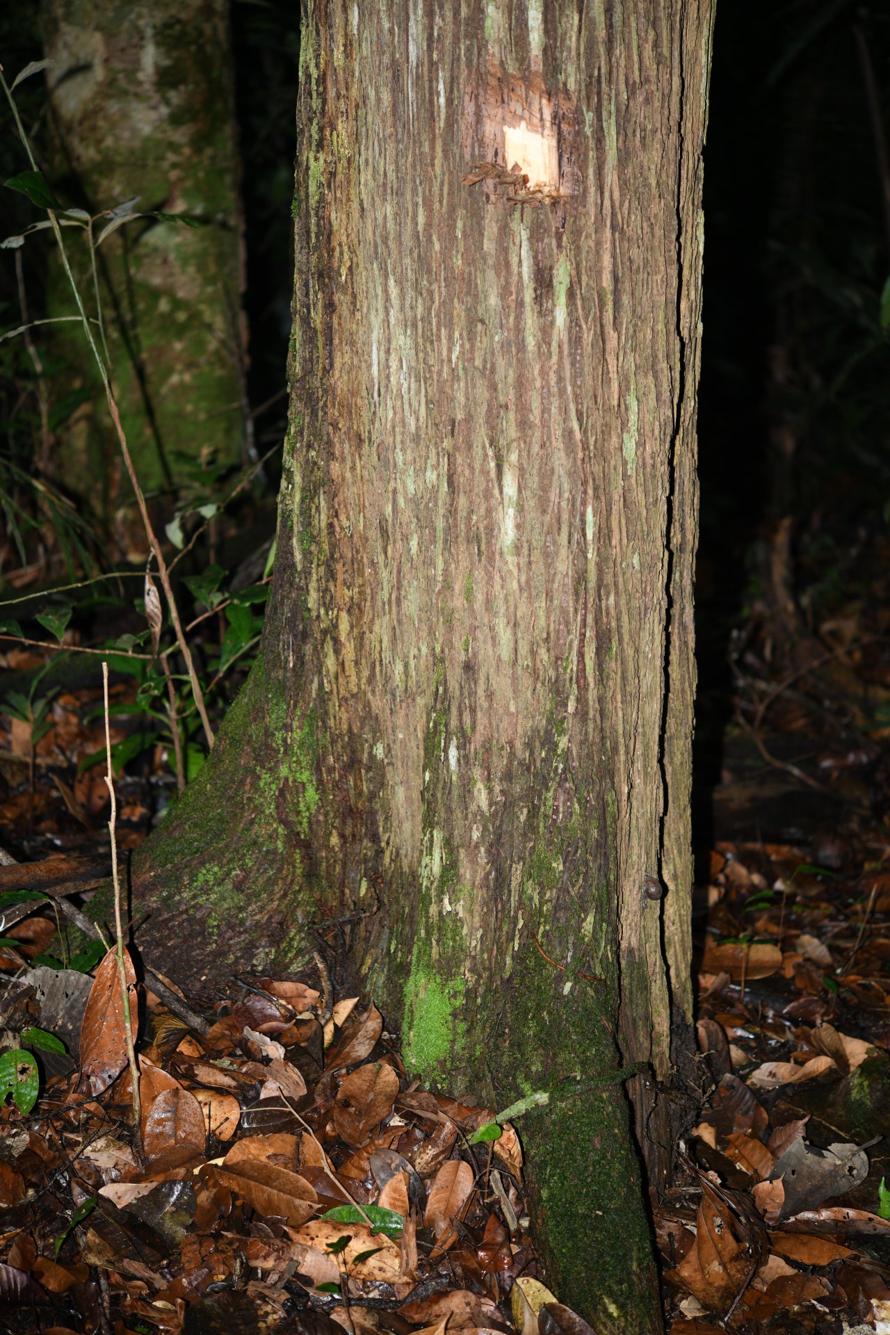 Lecythis zabucajo Aubl. - Photo Bivouac Naturaliste