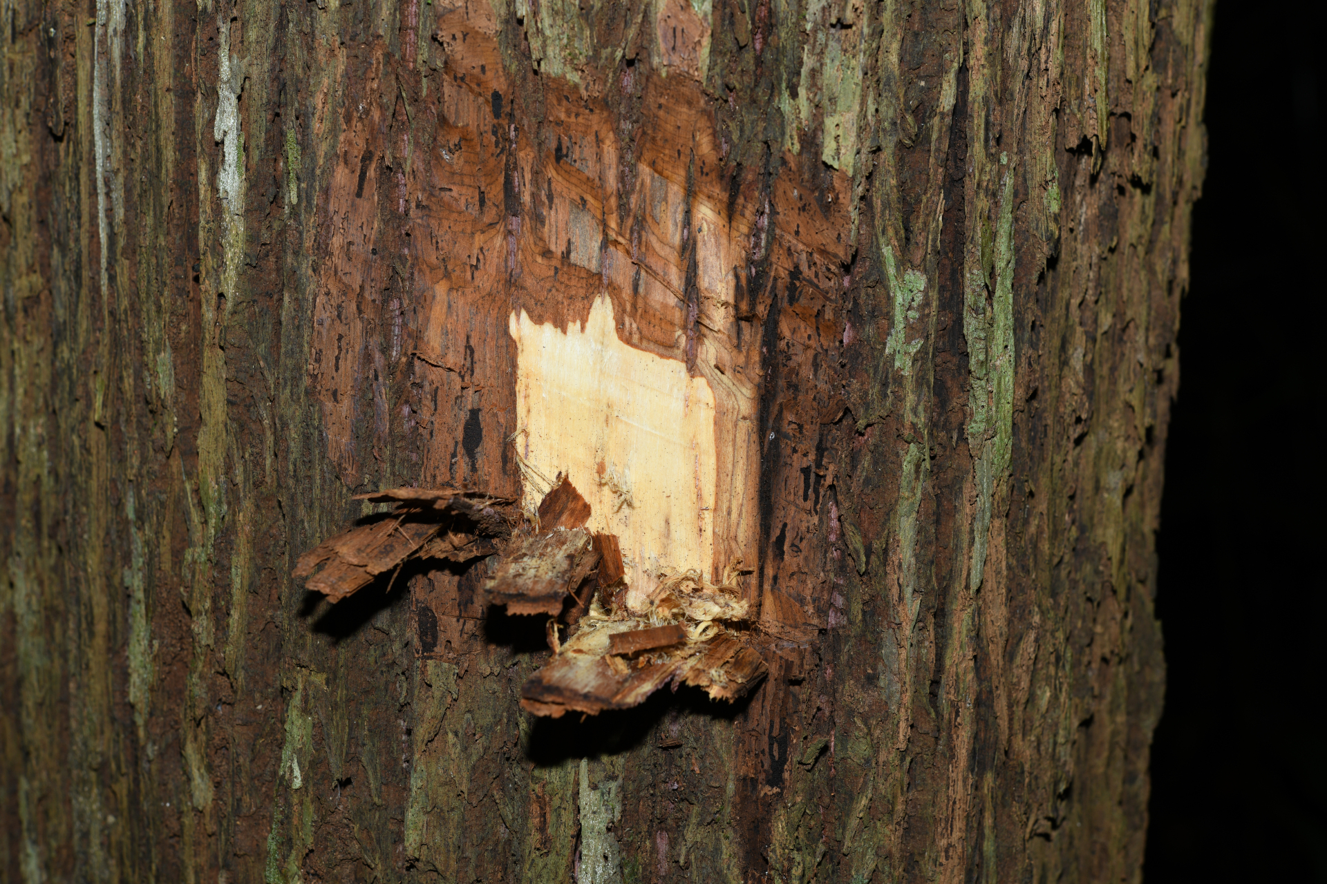 Lecythis zabucajo Aubl. - Photo Bivouac Naturaliste