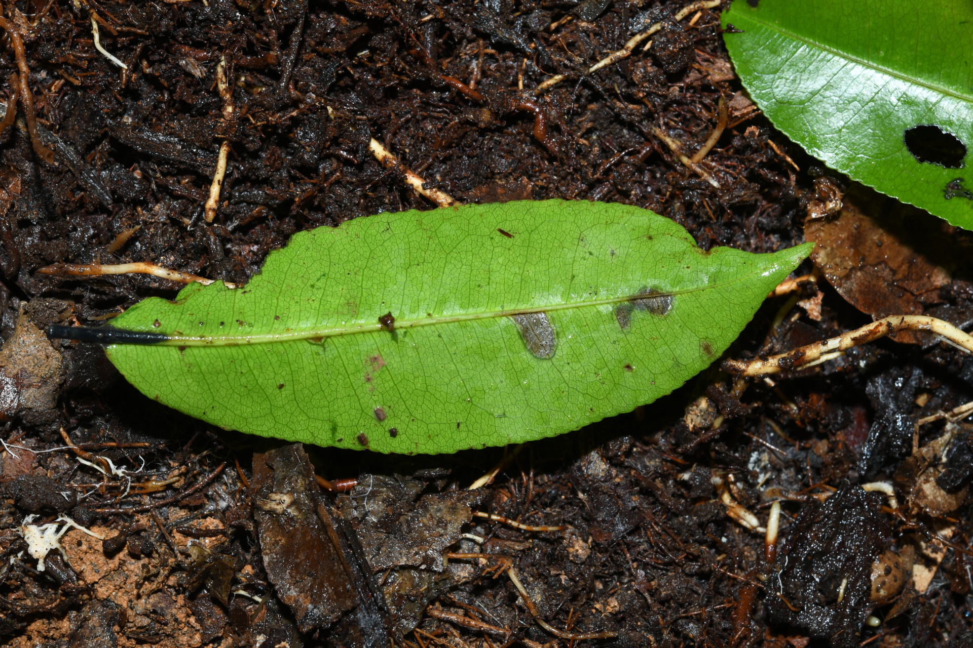 Lecythis zabucajo Aubl. - Photo Bivouac Naturaliste