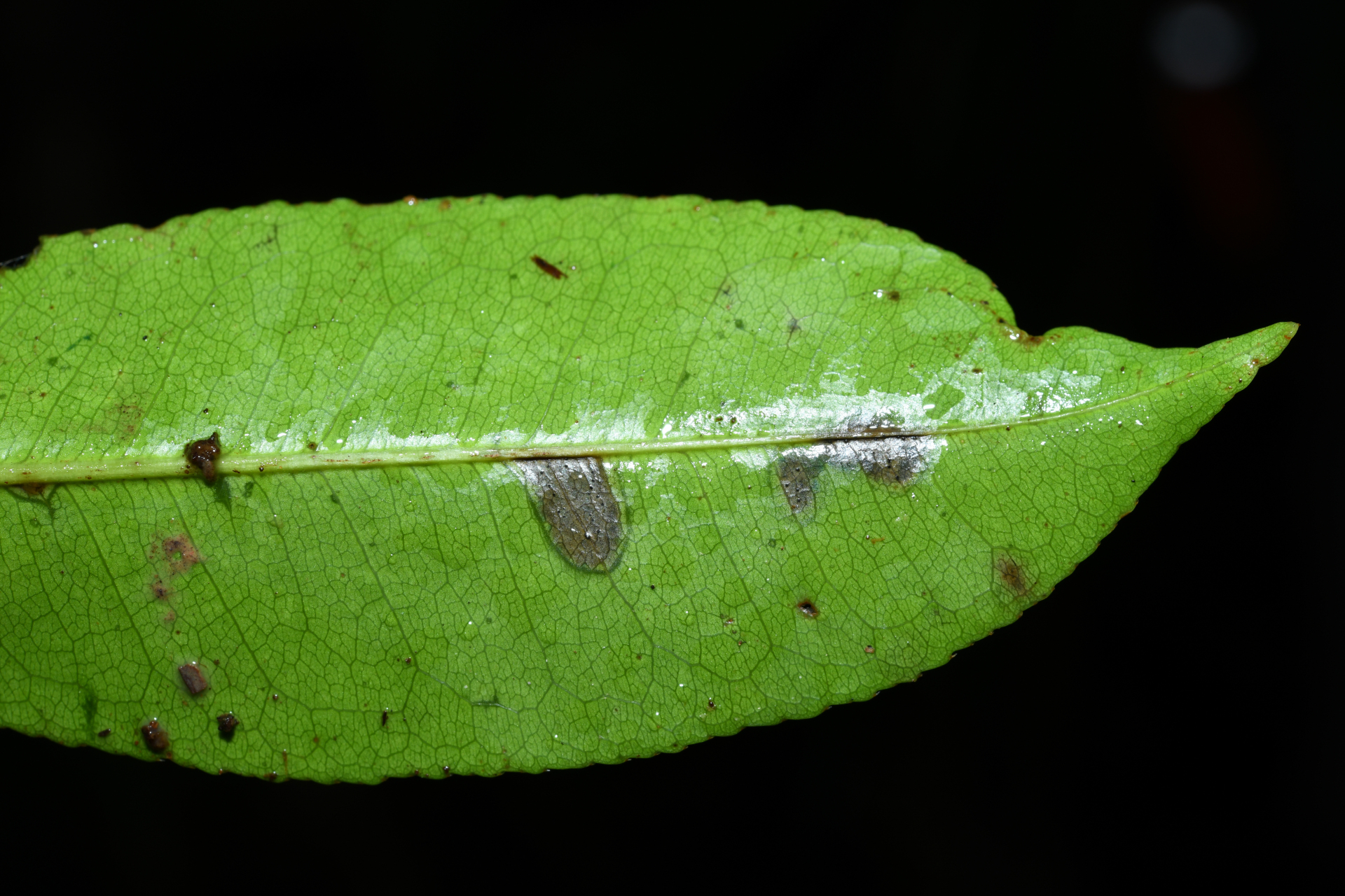 Lecythis zabucajo Aubl. - Photo Bivouac Naturaliste
