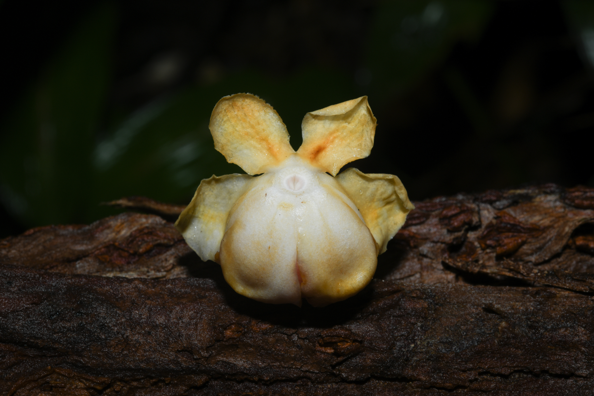 Lecythis pneumatophora S.A.Mori - Photo Bivouac Naturaliste