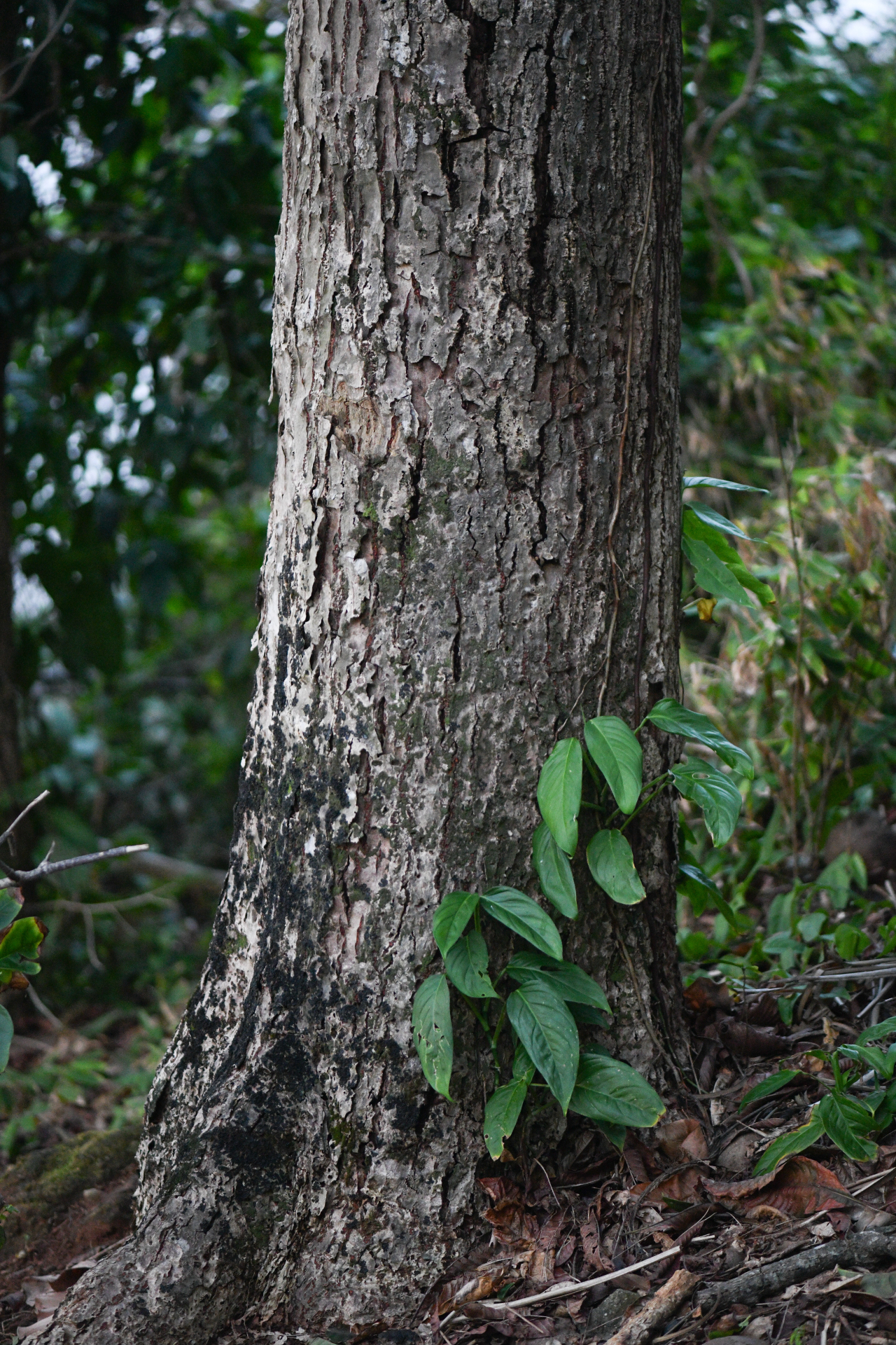 Couroupita guianensis Aubl. - Photo Bivouac Naturaliste