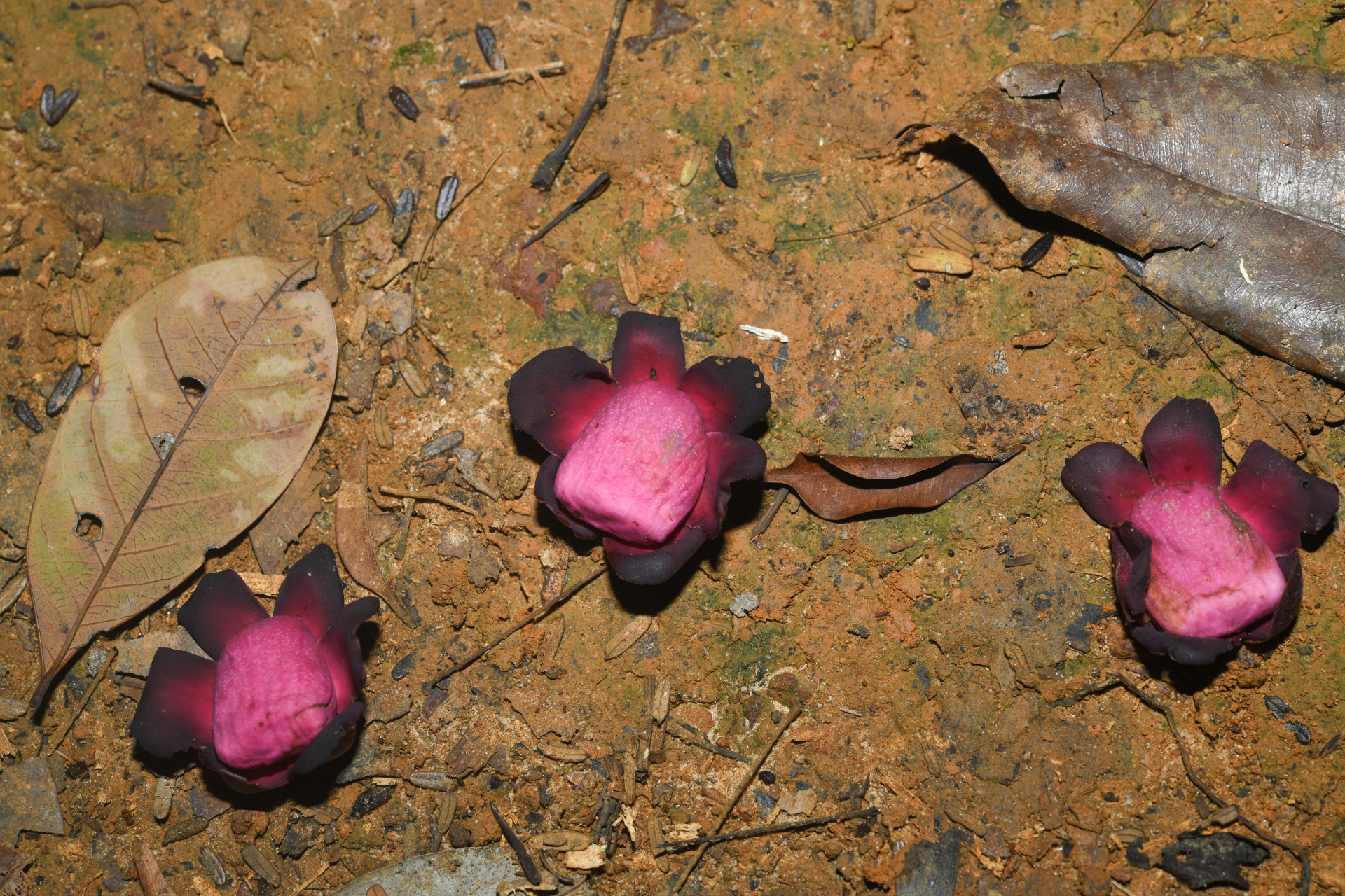 Corythophora amapaensis Pires ex S.A.Mori & Prance - Photo Bivouac Naturaliste