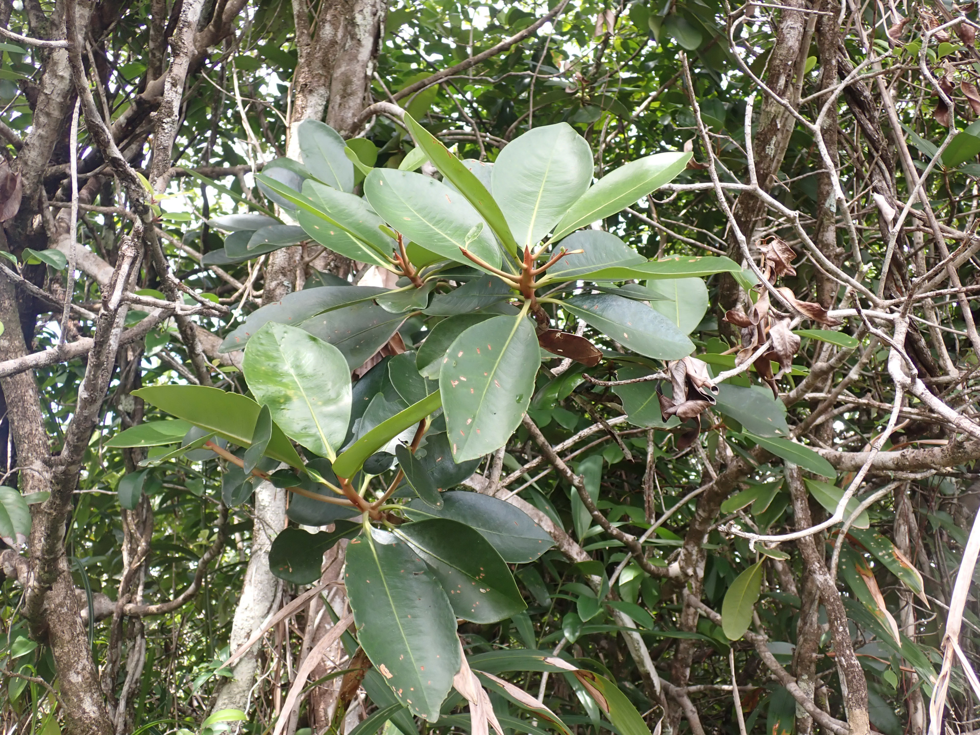 Cybianthus fulvopulverulentus subsp. magnoliifolius (Mez) Pipoly - Photo Bivouac Naturaliste