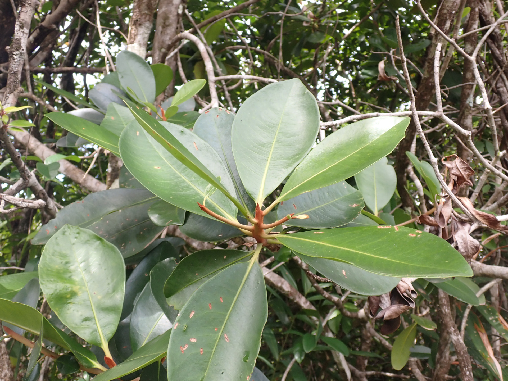 Cybianthus fulvopulverulentus subsp. magnoliifolius (Mez) Pipoly - Photo Bivouac Naturaliste