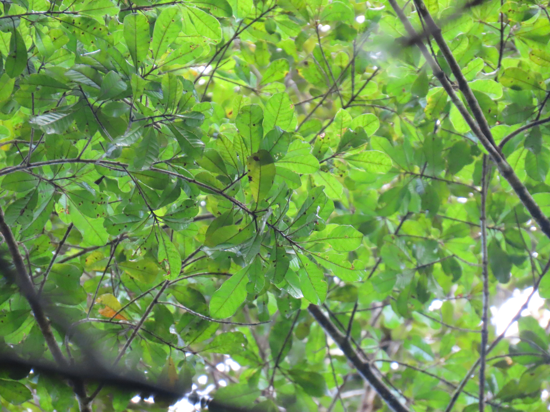 Pradosia huberi (Ducke) Ducke - Photo Bivouac Naturaliste