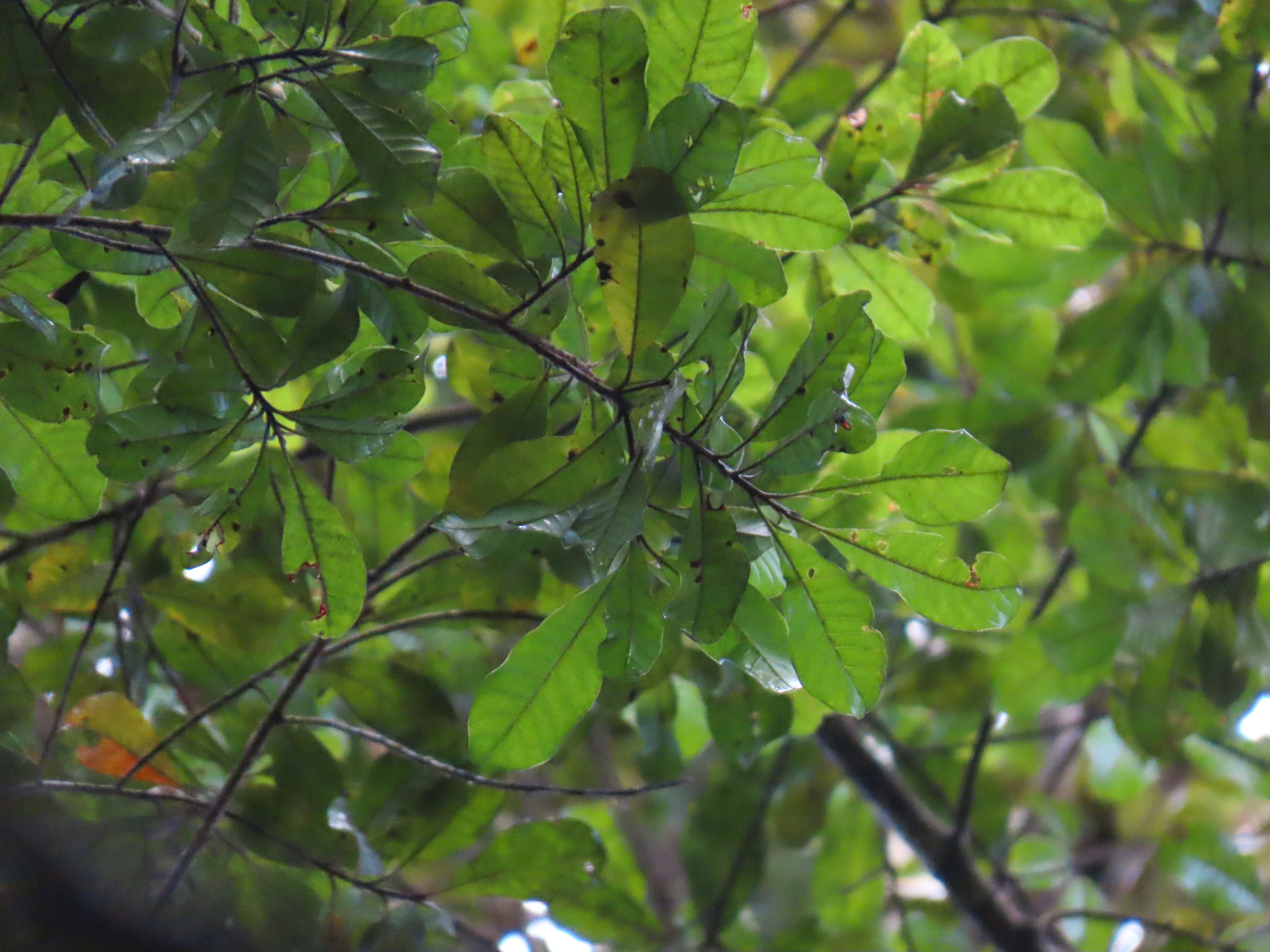 Pradosia huberi (Ducke) Ducke - Photo Bivouac Naturaliste