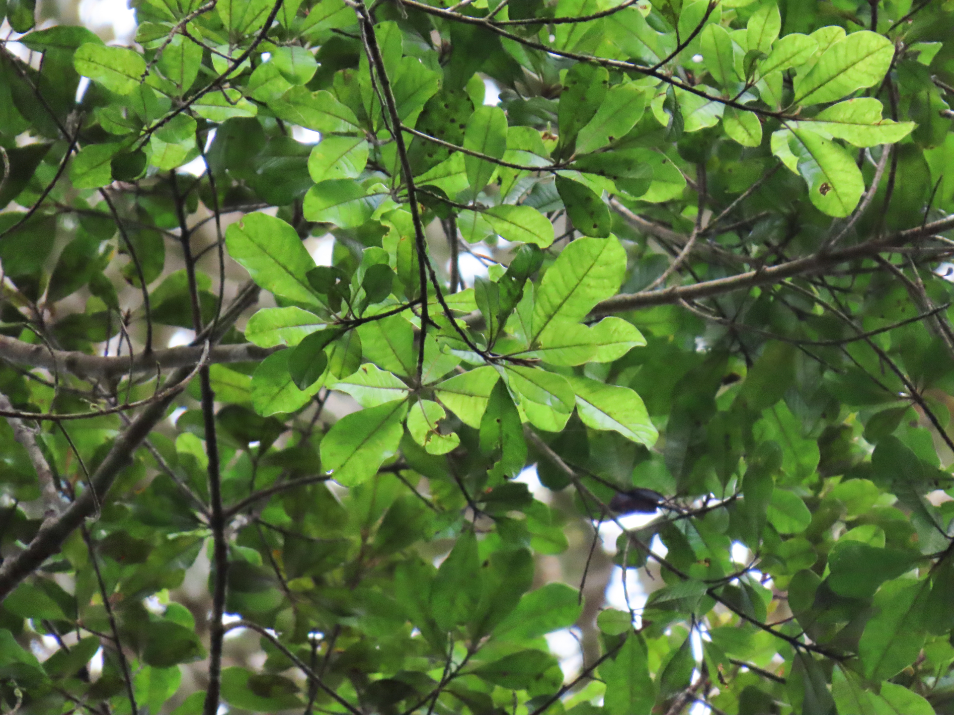 Pradosia huberi (Ducke) Ducke - Photo Bivouac Naturaliste