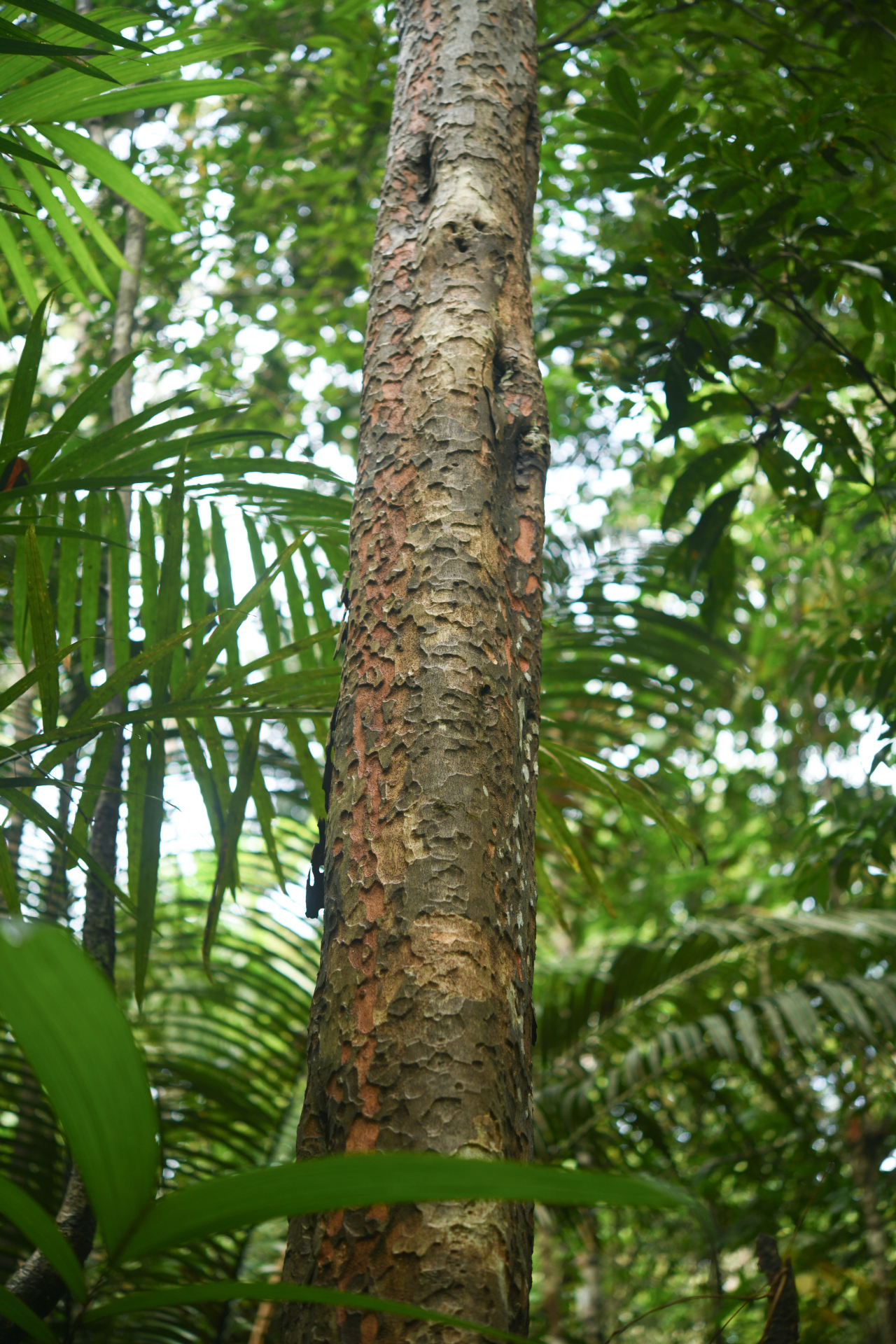 Pradosia huberi (Ducke) Ducke - Photo Bivouac Naturaliste