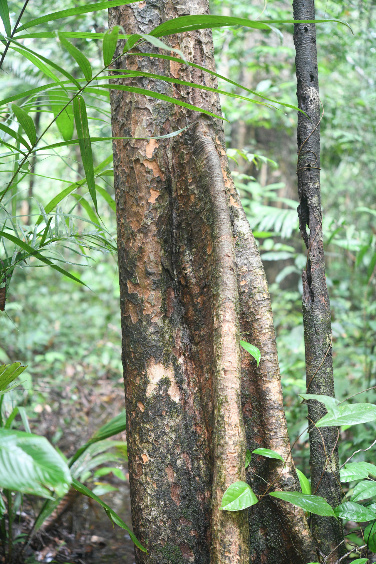 Pradosia huberi (Ducke) Ducke - Photo Bivouac Naturaliste