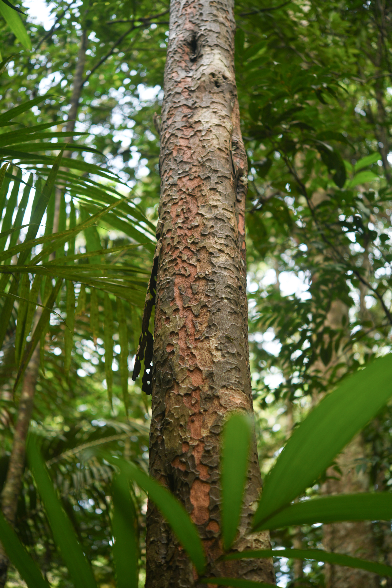 Pradosia huberi (Ducke) Ducke - Photo Bivouac Naturaliste