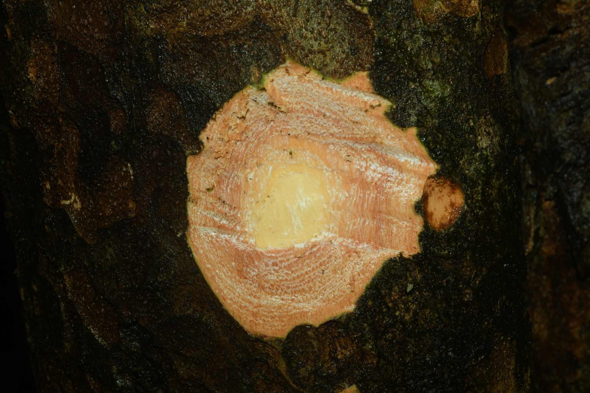 Pradosia huberi (Ducke) Ducke - Photo Bivouac Naturaliste