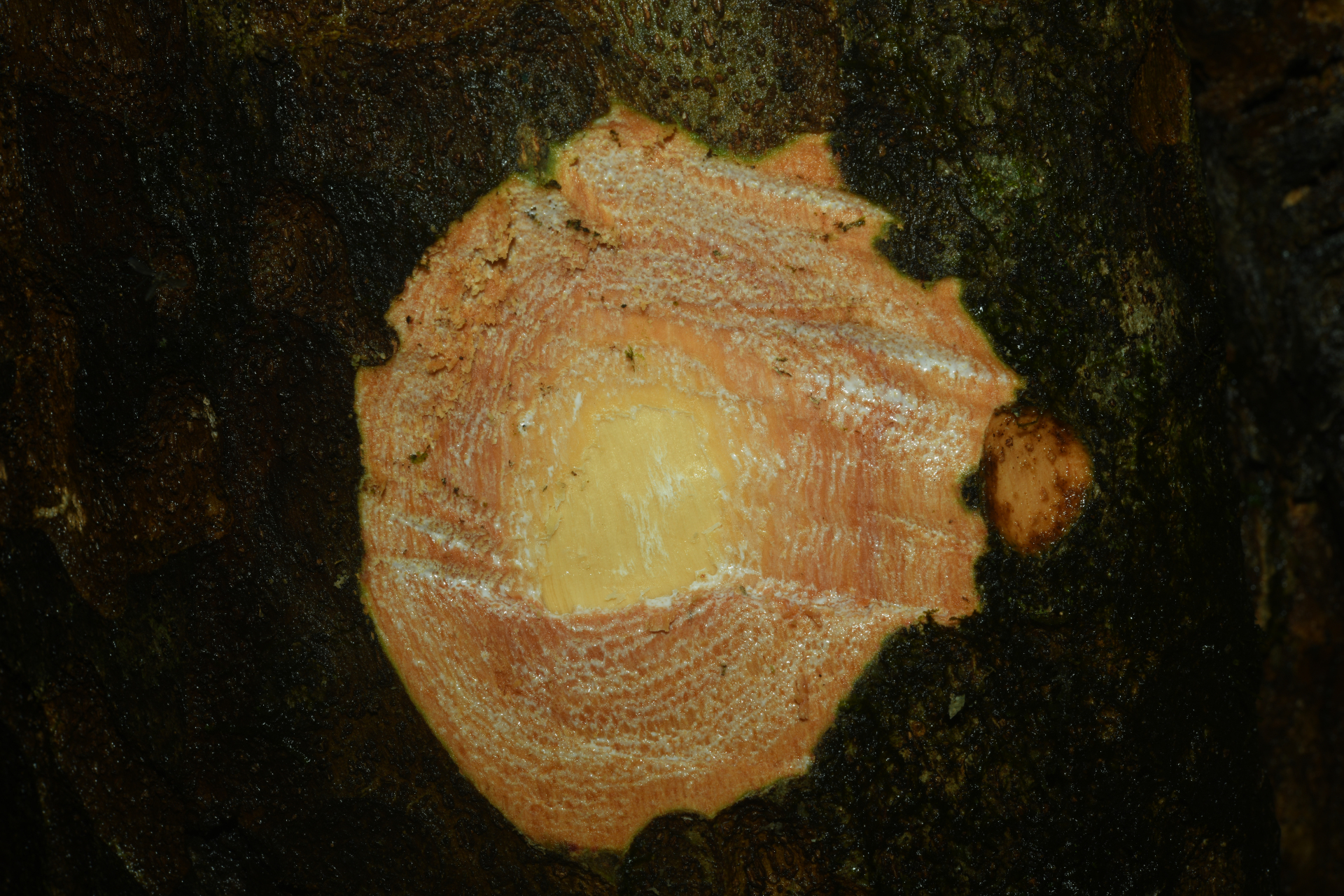 Pradosia huberi (Ducke) Ducke - Photo Bivouac Naturaliste