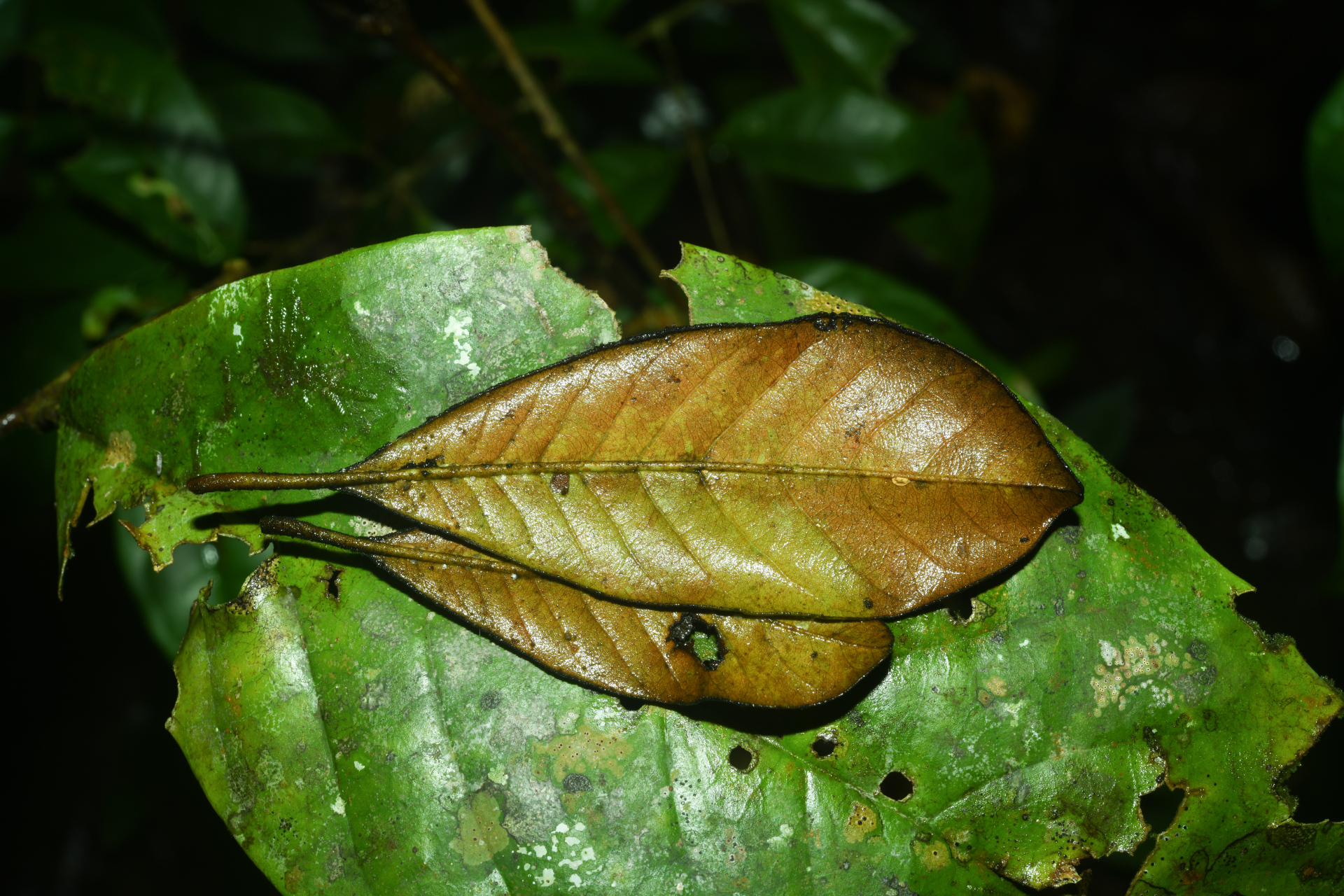 Pradosia huberi (Ducke) Ducke - Photo Bivouac Naturaliste