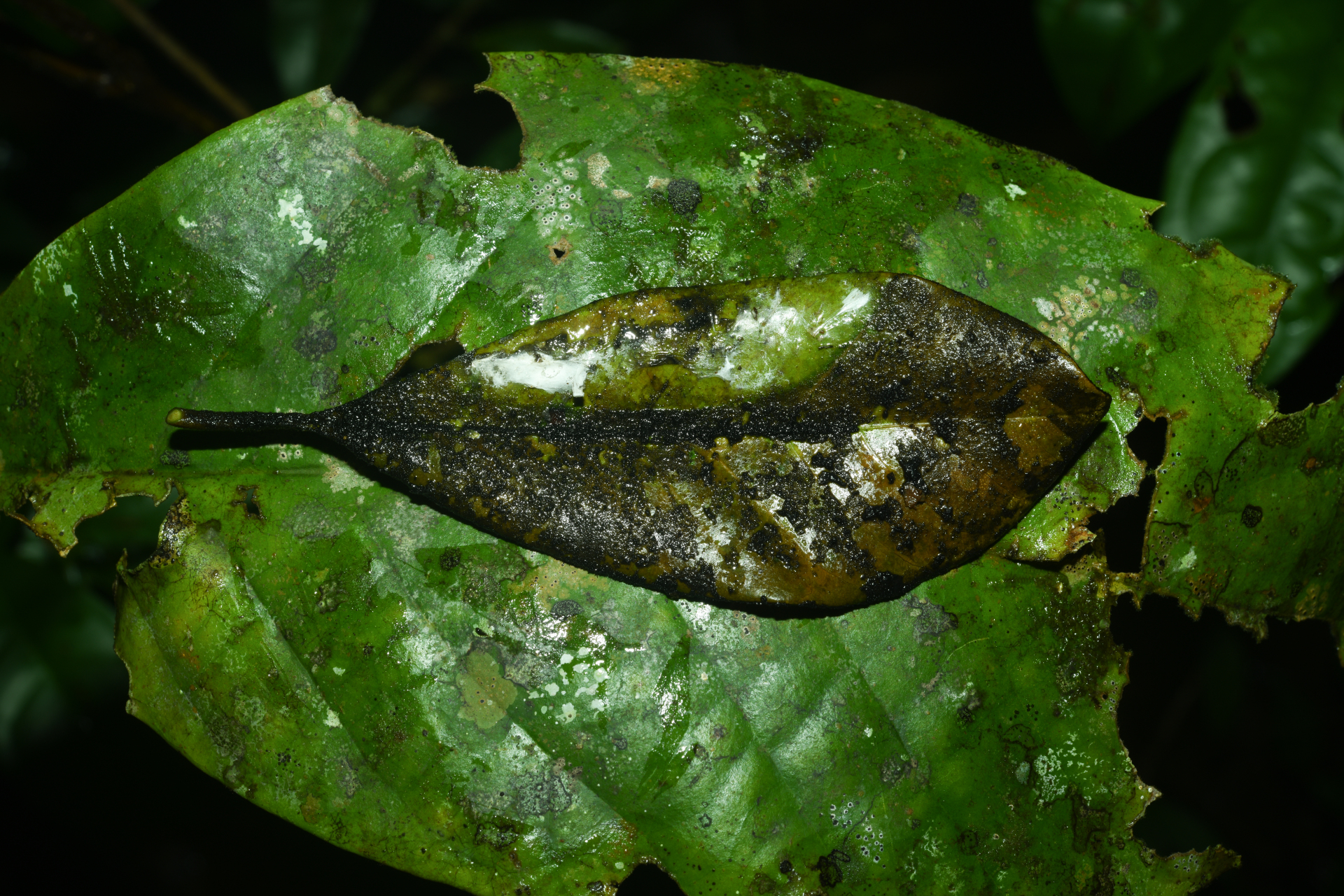 Pradosia huberi (Ducke) Ducke - Photo Bivouac Naturaliste