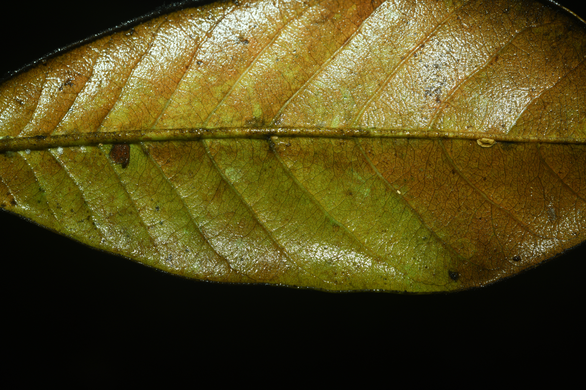 Pradosia huberi (Ducke) Ducke - Photo Bivouac Naturaliste