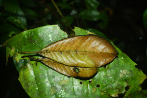 Pradosia huberi (Ducke) Ducke