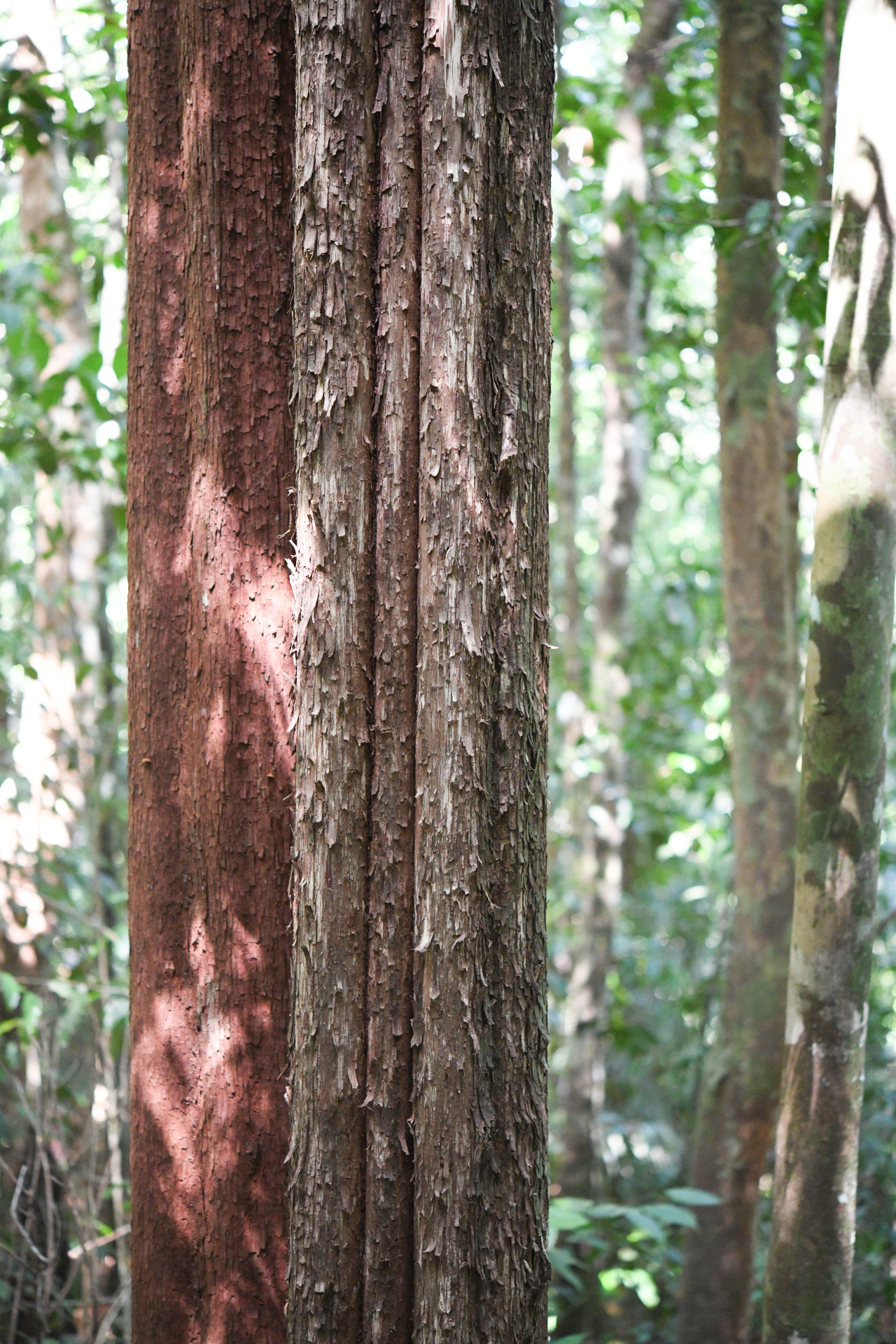 Pouteria filipes Eyma - Photo Bivouac Naturaliste