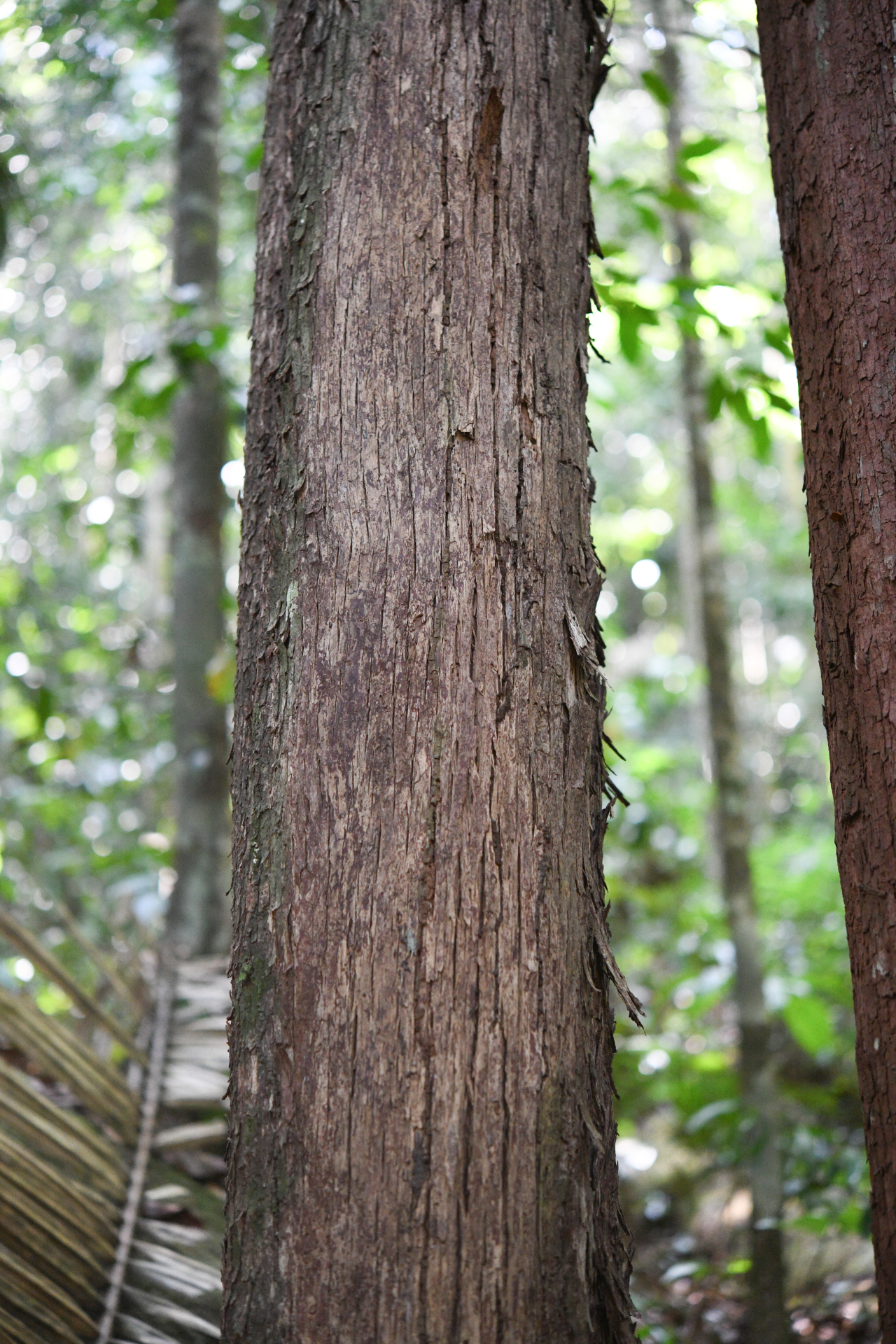 Pouteria filipes Eyma - Photo Bivouac Naturaliste