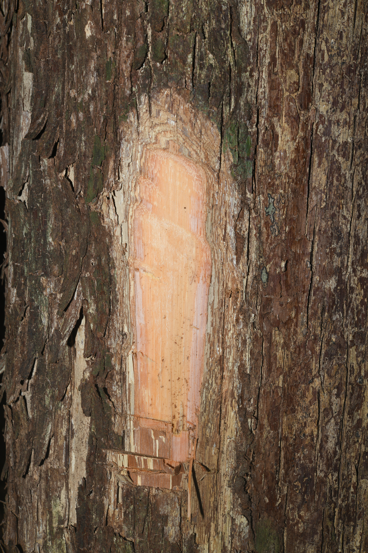 Pouteria filipes Eyma - Photo Bivouac Naturaliste