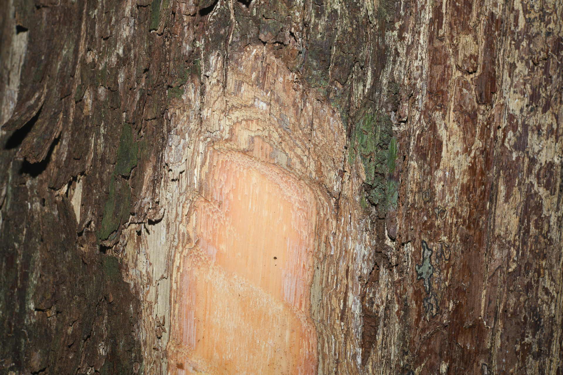 Pouteria filipes Eyma - Photo Bivouac Naturaliste