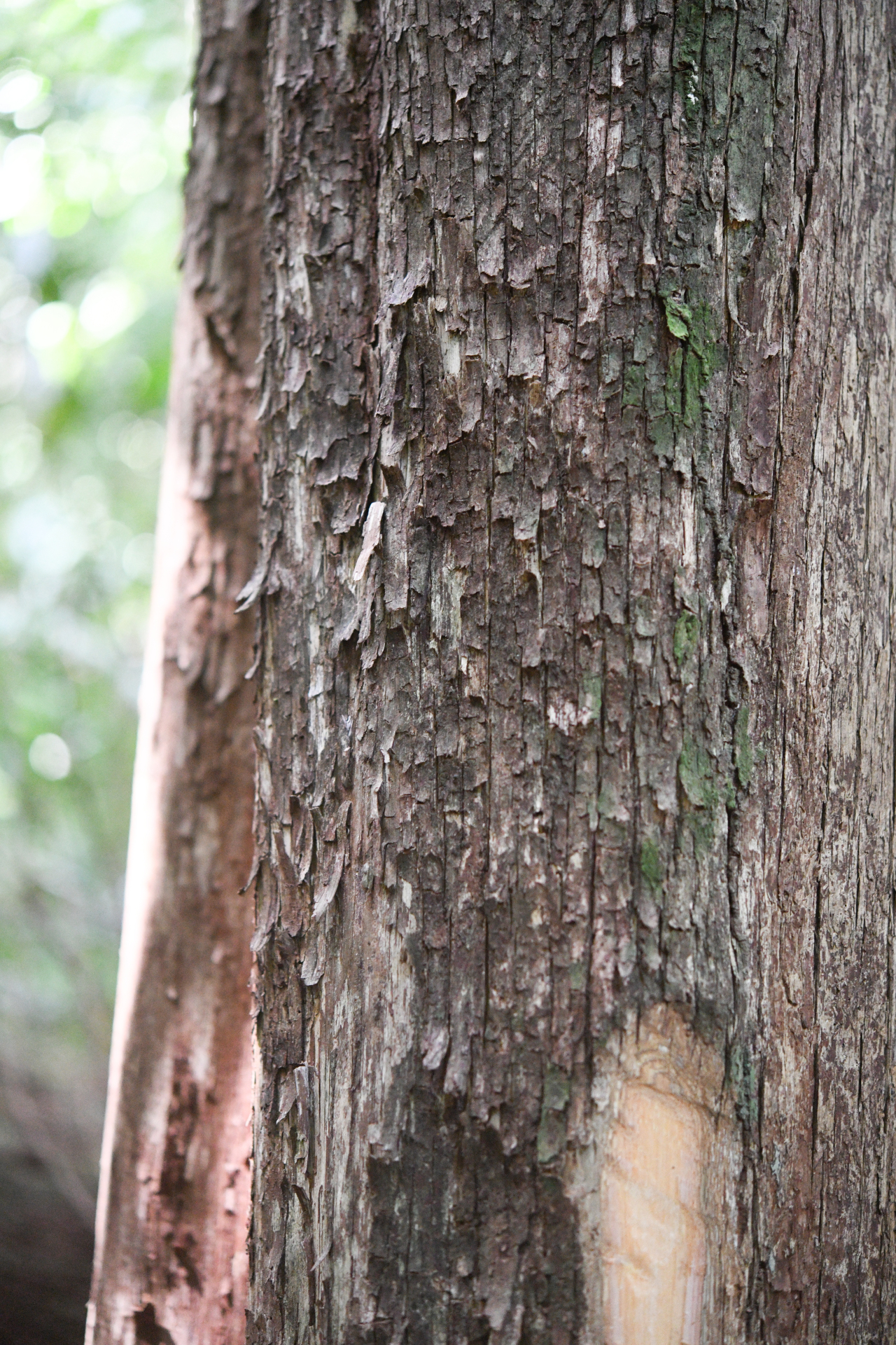 Pouteria filipes Eyma - Photo Bivouac Naturaliste