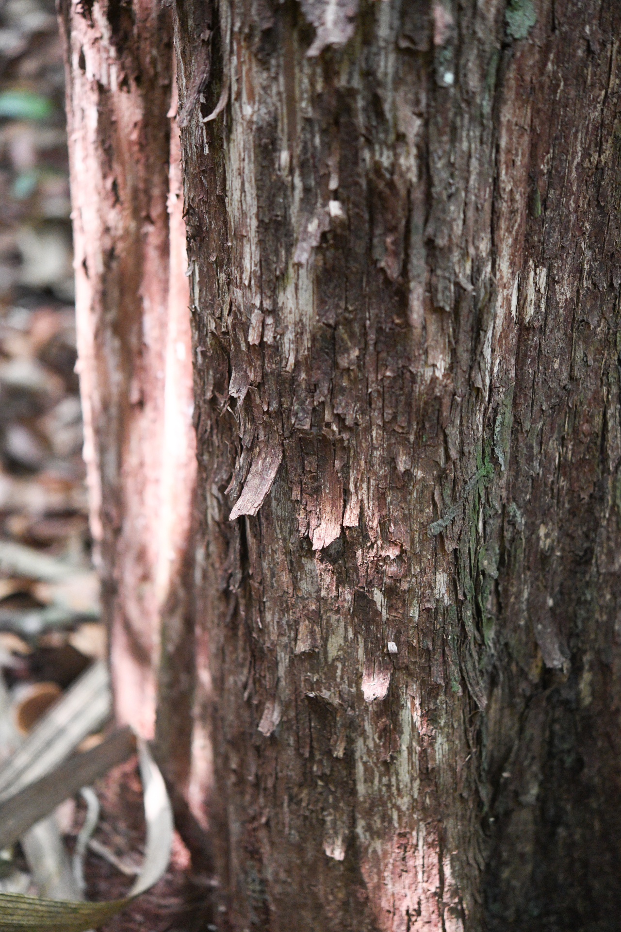 Pouteria filipes Eyma - Photo Bivouac Naturaliste
